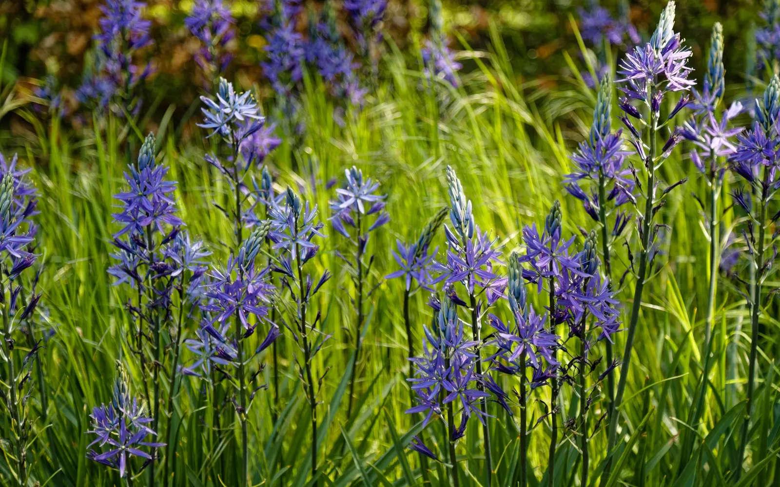 Caerulea Group Wild Hyacinth (Camassia Leichtlinii 'Caerulea') — scientifically named Camassia leichtlinii 'Caerulea'