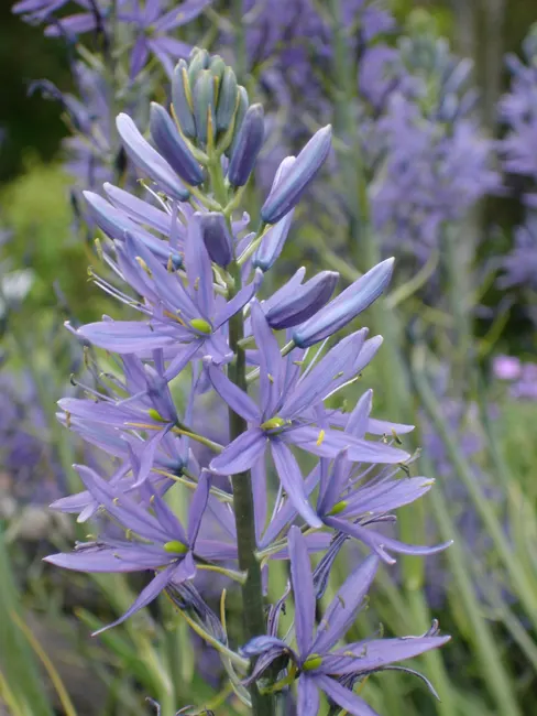 Caerulea Group Wild Hyacinth (Camassia Leichtlinii 'Caerulea') — boasts striking spikes of starry