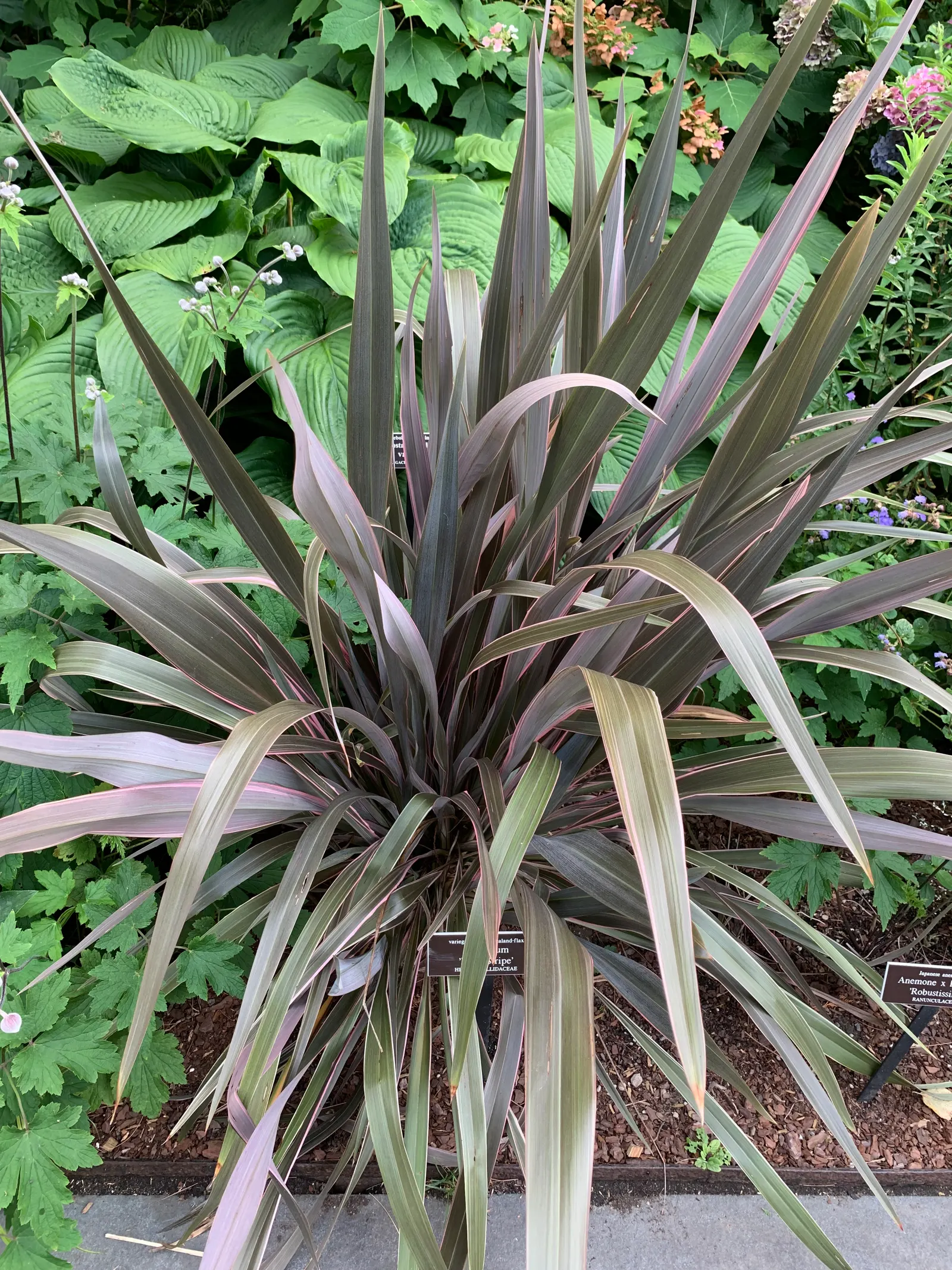 Pink Stripe Flax (Phormium 'Pink Stripe') — Each arching leaf showcases vivid pink margins with olive green centers