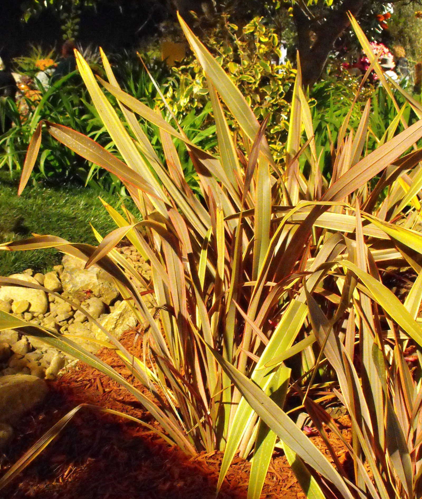 Pink Stripe Flax (Phormium 'Pink Stripe') — is a captivating perennial famed for its striking variegated foliage