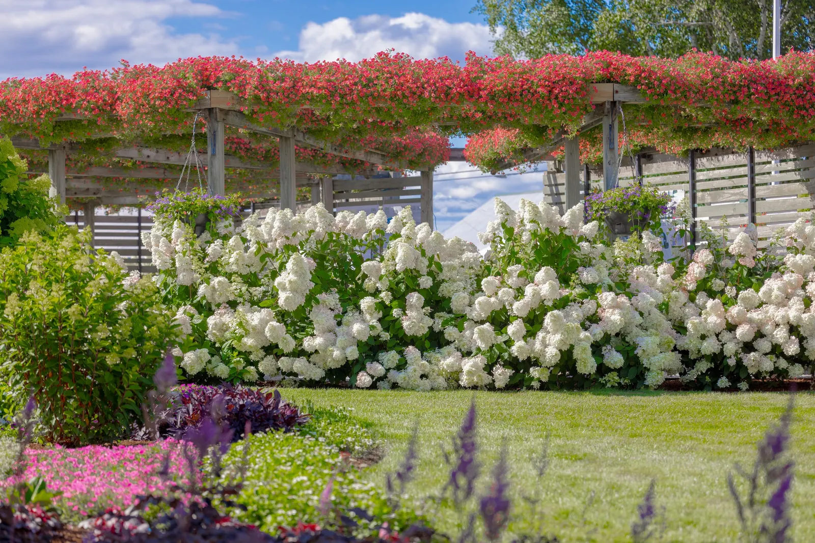 Quick Fire Fab® Panicle Hydrangea (Hydrangea paniculata) — It matures 6-8 feet tall and 5-6 feet wide, with sturdy stems and lush green foliage