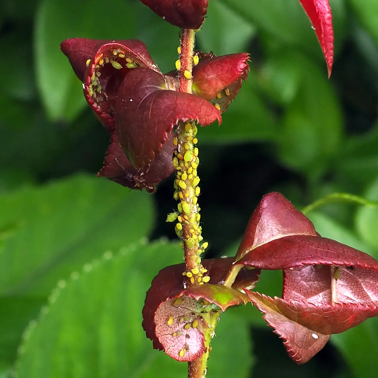 Japanese Flowering Quince (Chaenomeles Speciosa) — which are tart but edible; red flowers in the garden, image 144