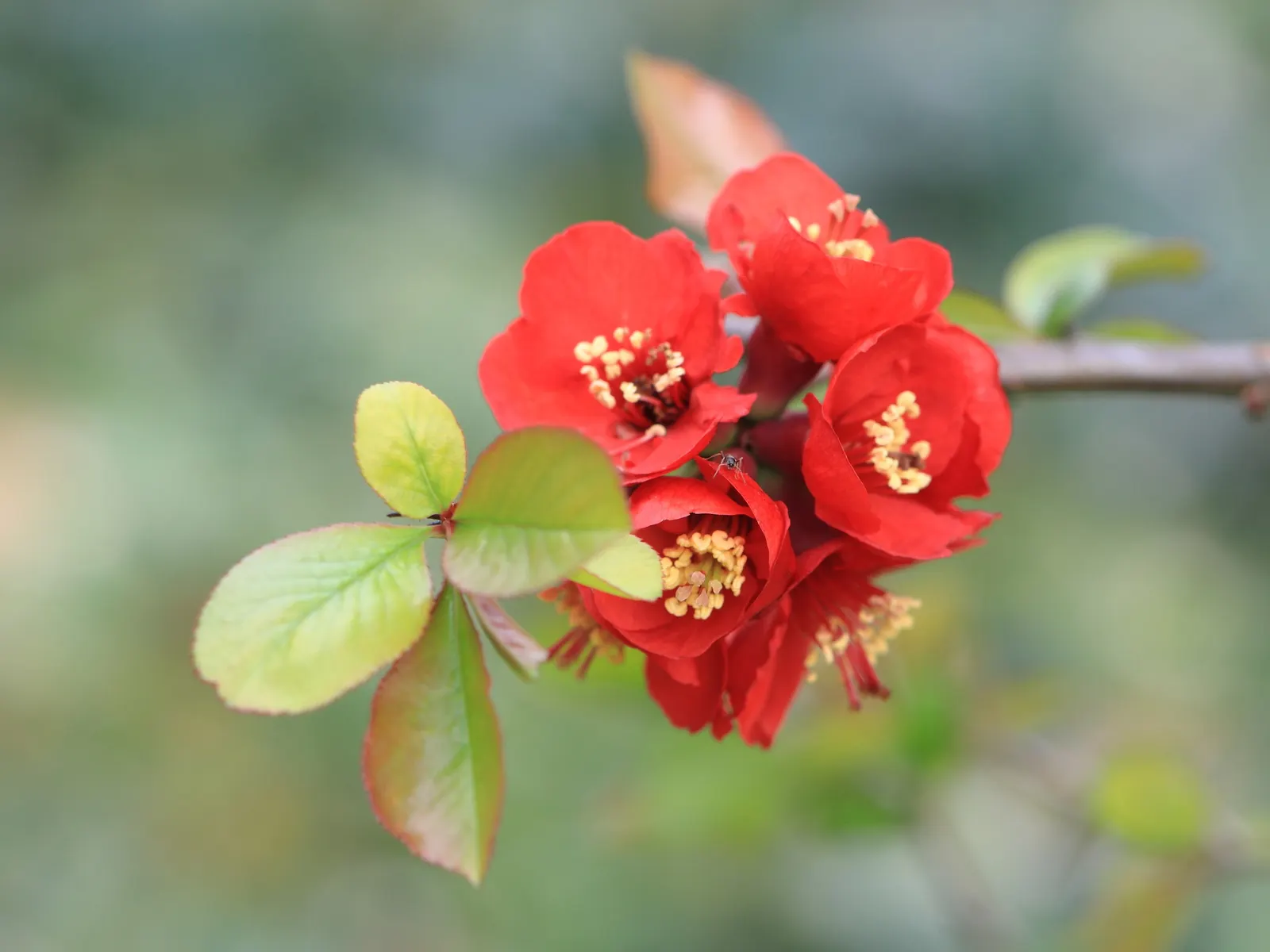 Japanese Flowering Quince (Chaenomeles Speciosa) — This robust plant reaches 6-10 feet in height and spreads 6-10 feet