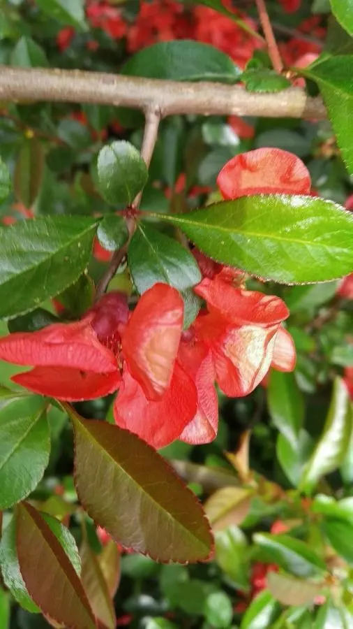 Japanese Flowering Quince (Chaenomeles Speciosa) — shrub with red blooms; these flowers create a captivating show from late winter to early spring, image 94