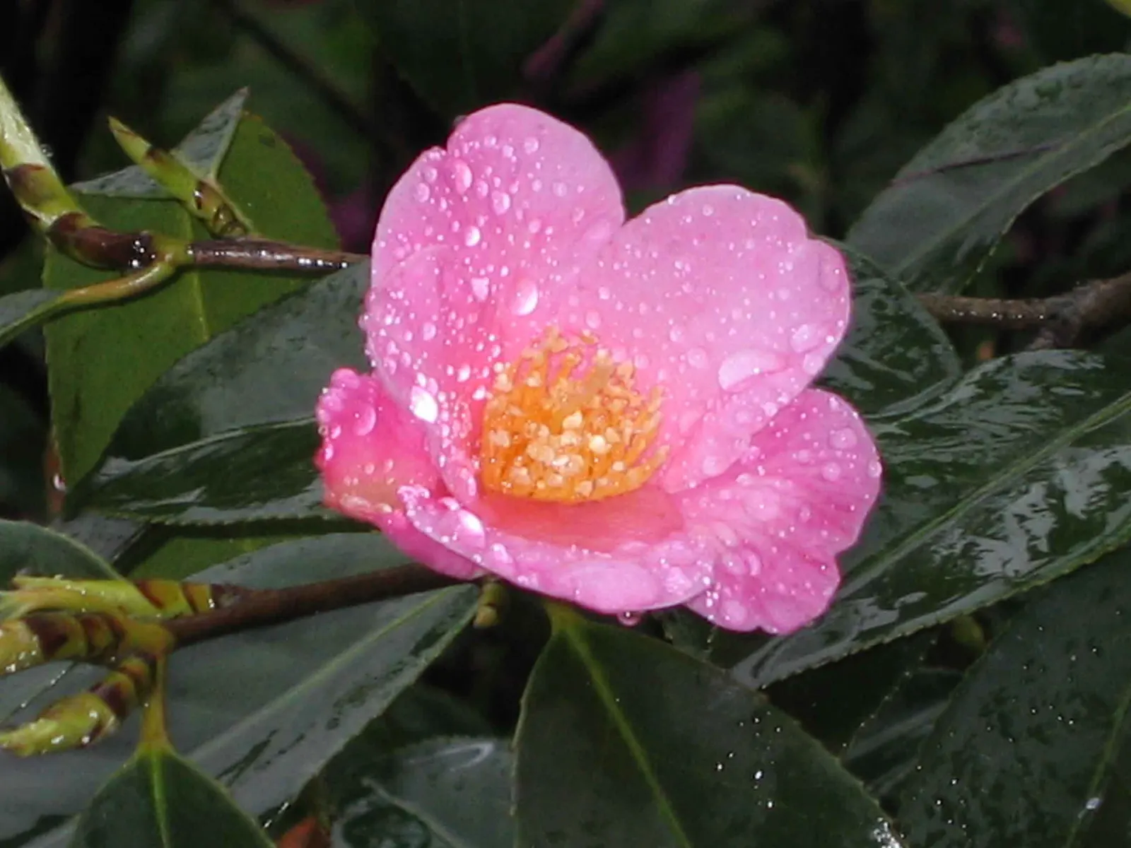 Japanese Flowering Quince (Chaenomeles Speciosa) — Equipped with thorny branches, it makes an excellent choice for defensive hedges; shrub with red, image 60
