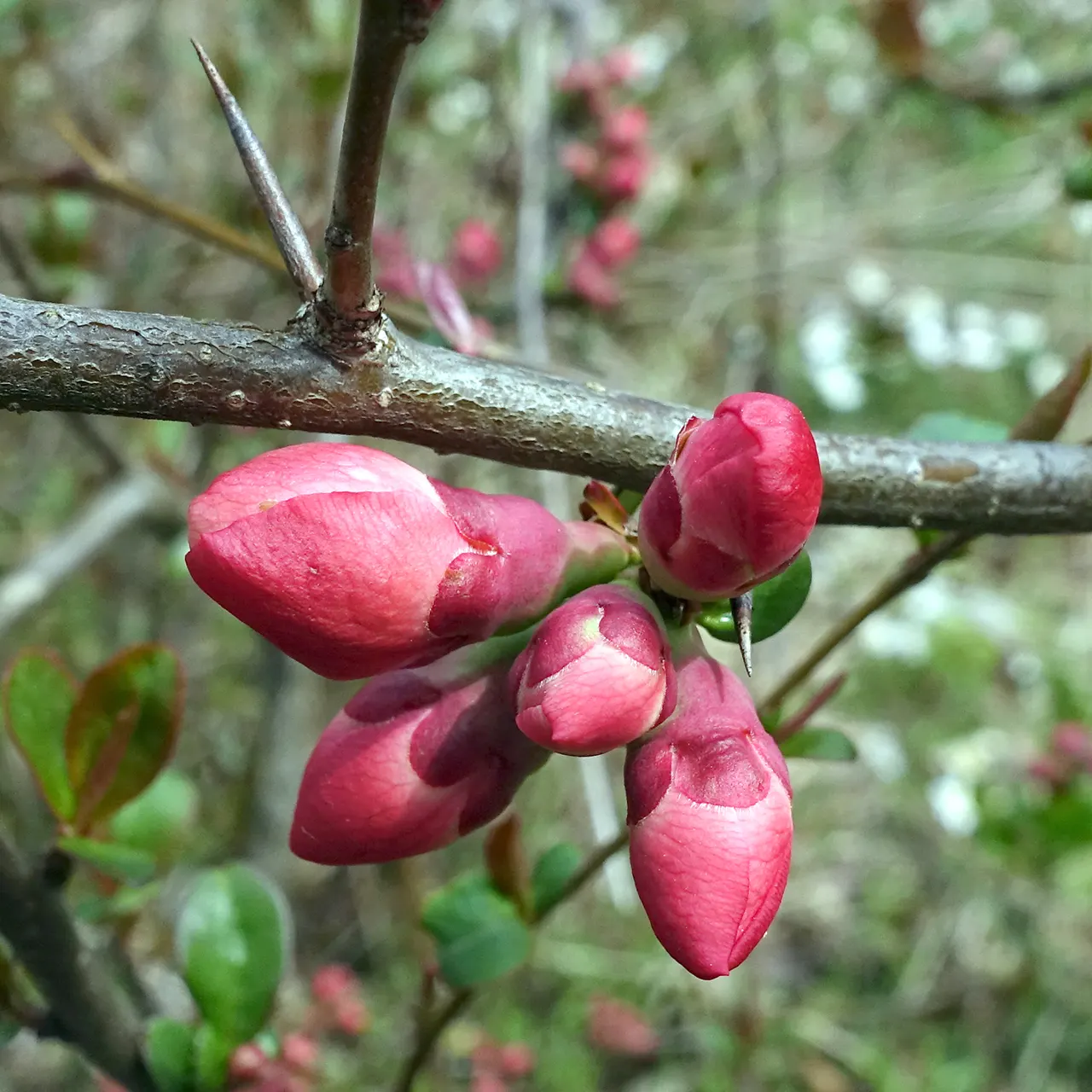 Japanese Flowering Quince (Chaenomeles Speciosa) — rejuvenating the plant and encouraging robust new growth; it is cold-hardy, accommodating, image 73