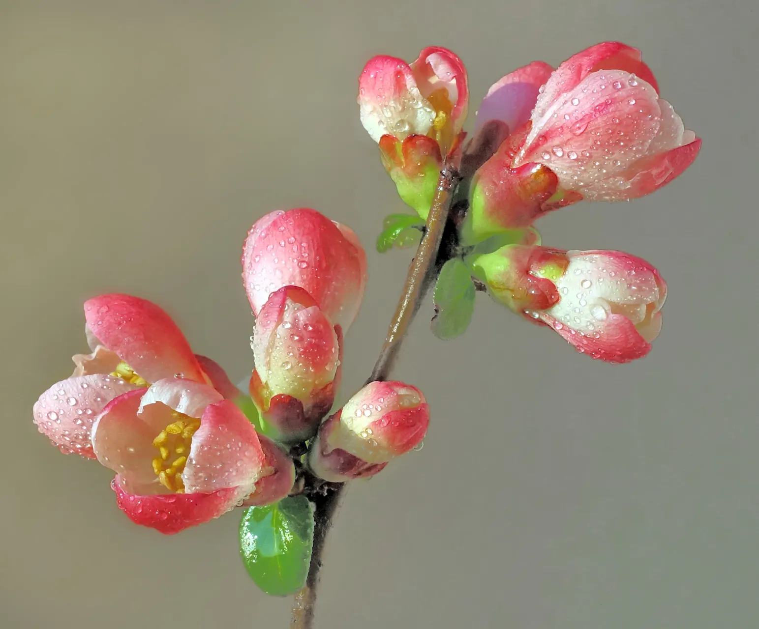 Japanese Flowering Quince (Chaenomeles Speciosa) — Typically reaching a mature height of 6 to 10 feet with an equal spread