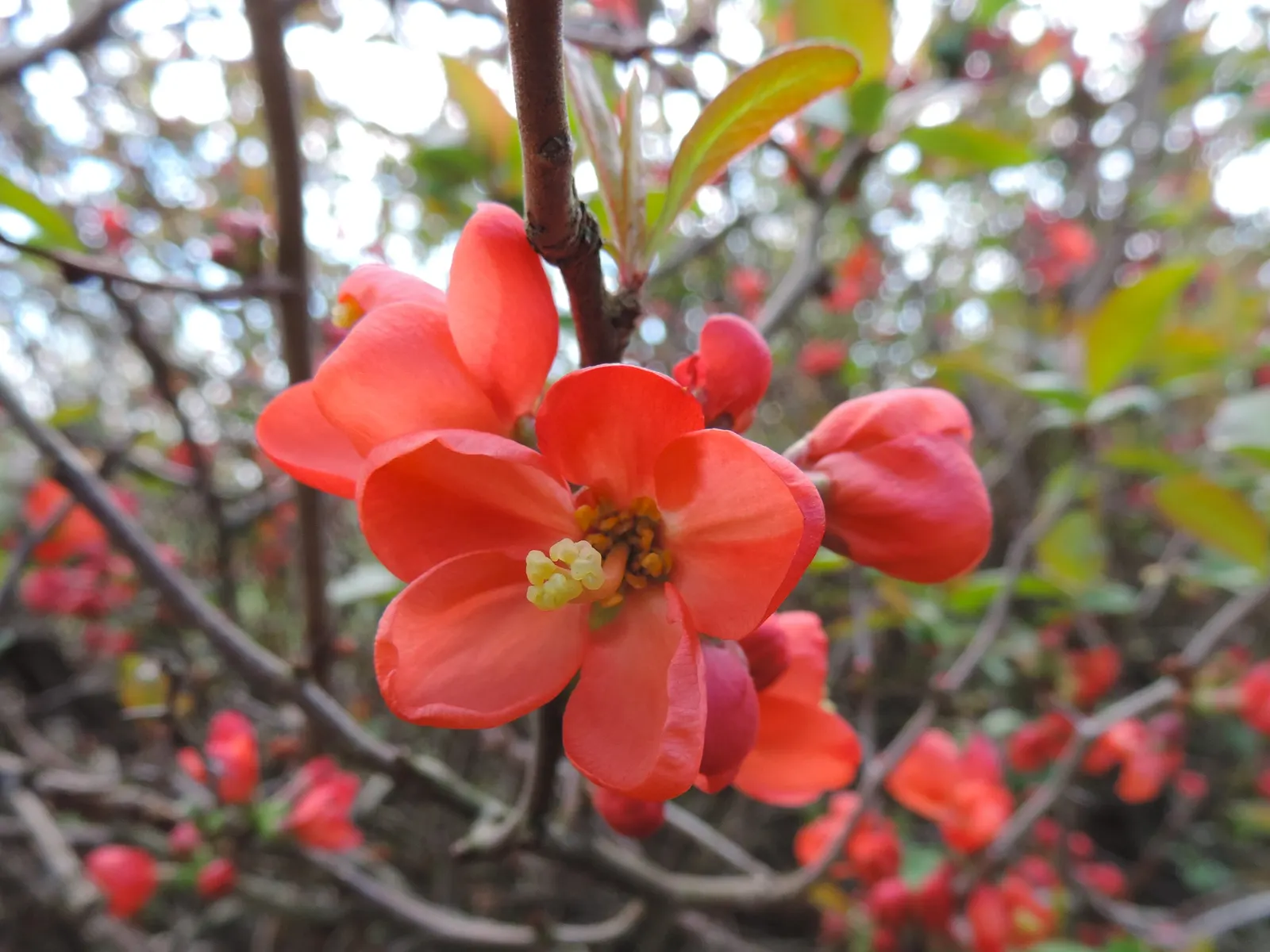 Japanese Flowering Quince (Chaenomeles Speciosa) — Its arresting flowers, in hues of red, pink, or white, are typically about 1.5 inches in, image 58