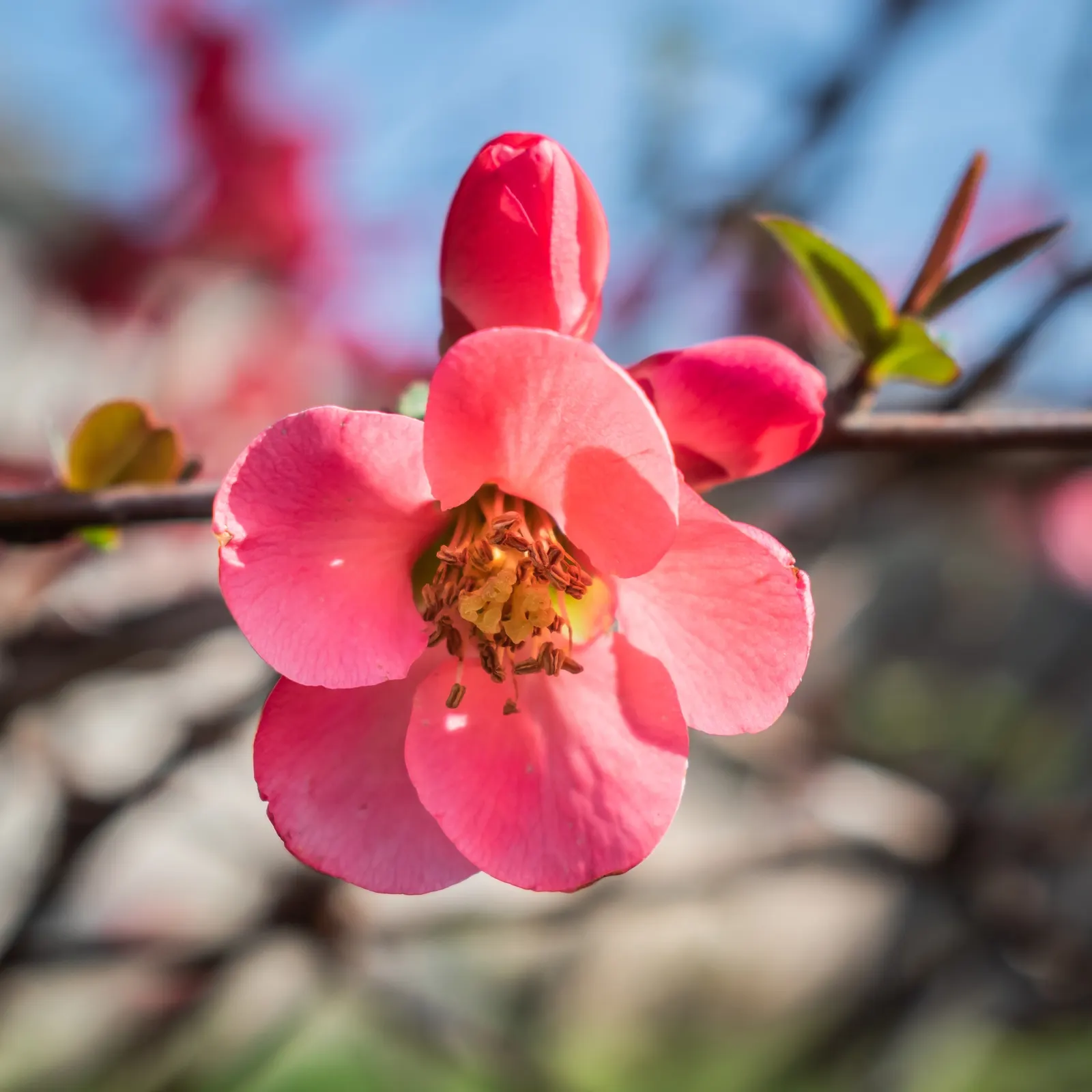 Japanese Flowering Quince (Chaenomeles Speciosa) — Pruning should occur post-flowering to shape and remove any crossed or dead branches; measuring, image 110