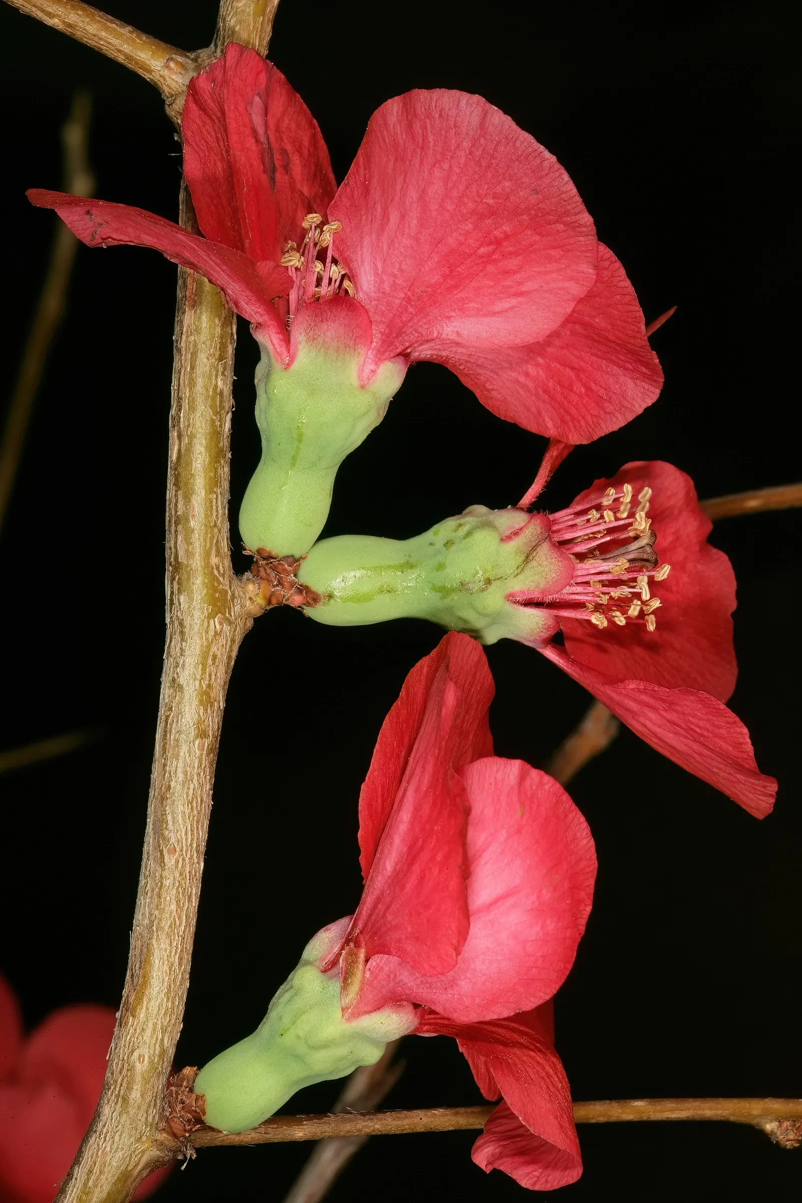 Japanese Flowering Quince (Chaenomeles Speciosa) — red flowers in the garden; this robust plant reaches 6-10 feet in height and spreads 6-10 feet, image 74