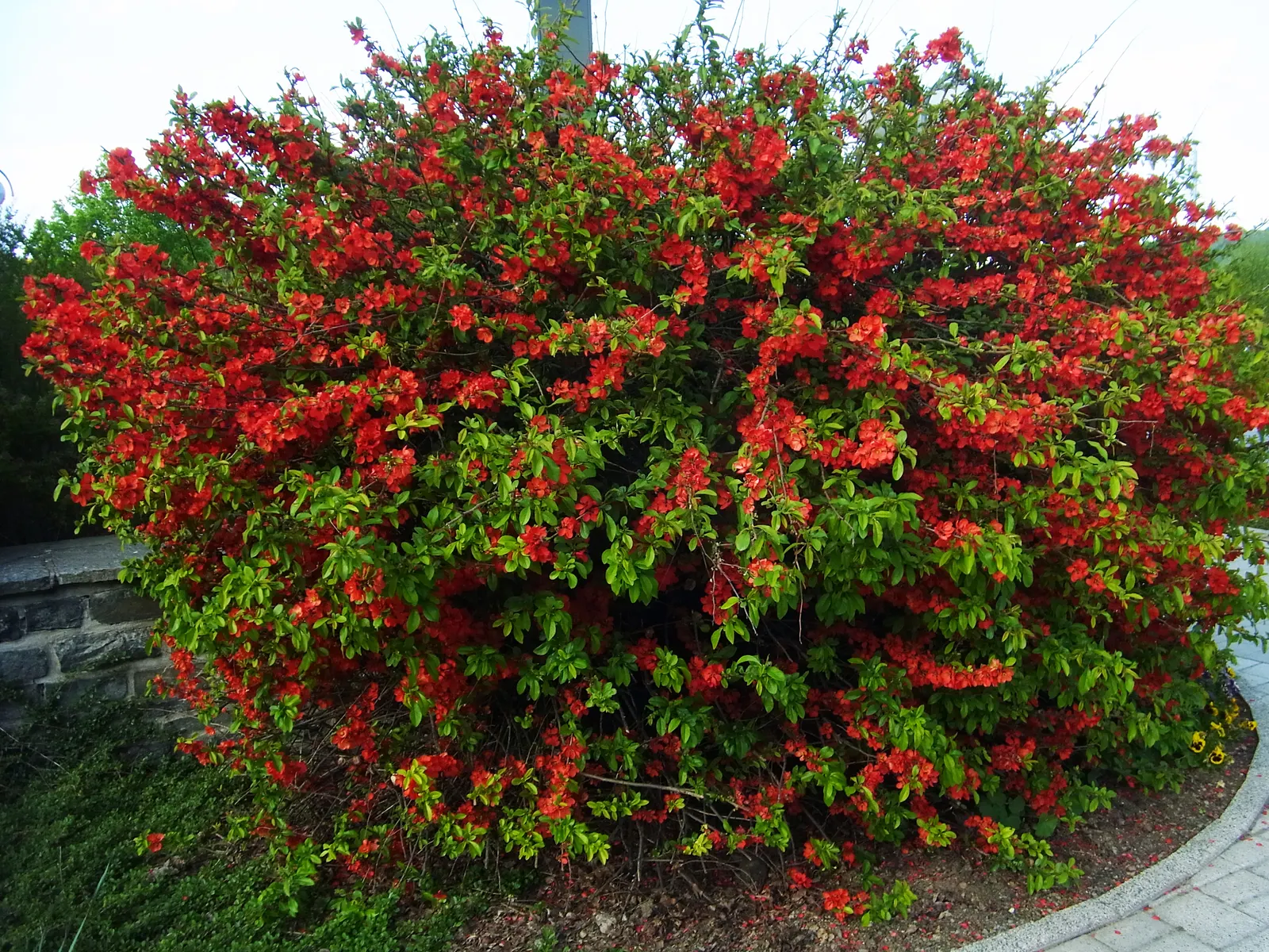 Japanese Flowering Quince (Chaenomeles Speciosa) — red flowers in the garden; this robust plant reaches 6-10 feet in height and spreads 6-10 feet, image 150