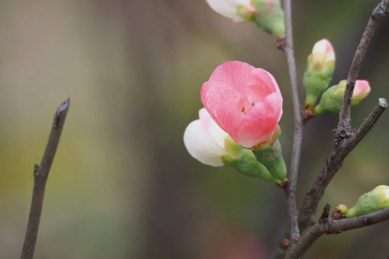Japanese Flowering Quince (Chaenomeles Speciosa) — which are tart but edible; red flowers in the garden, image 49