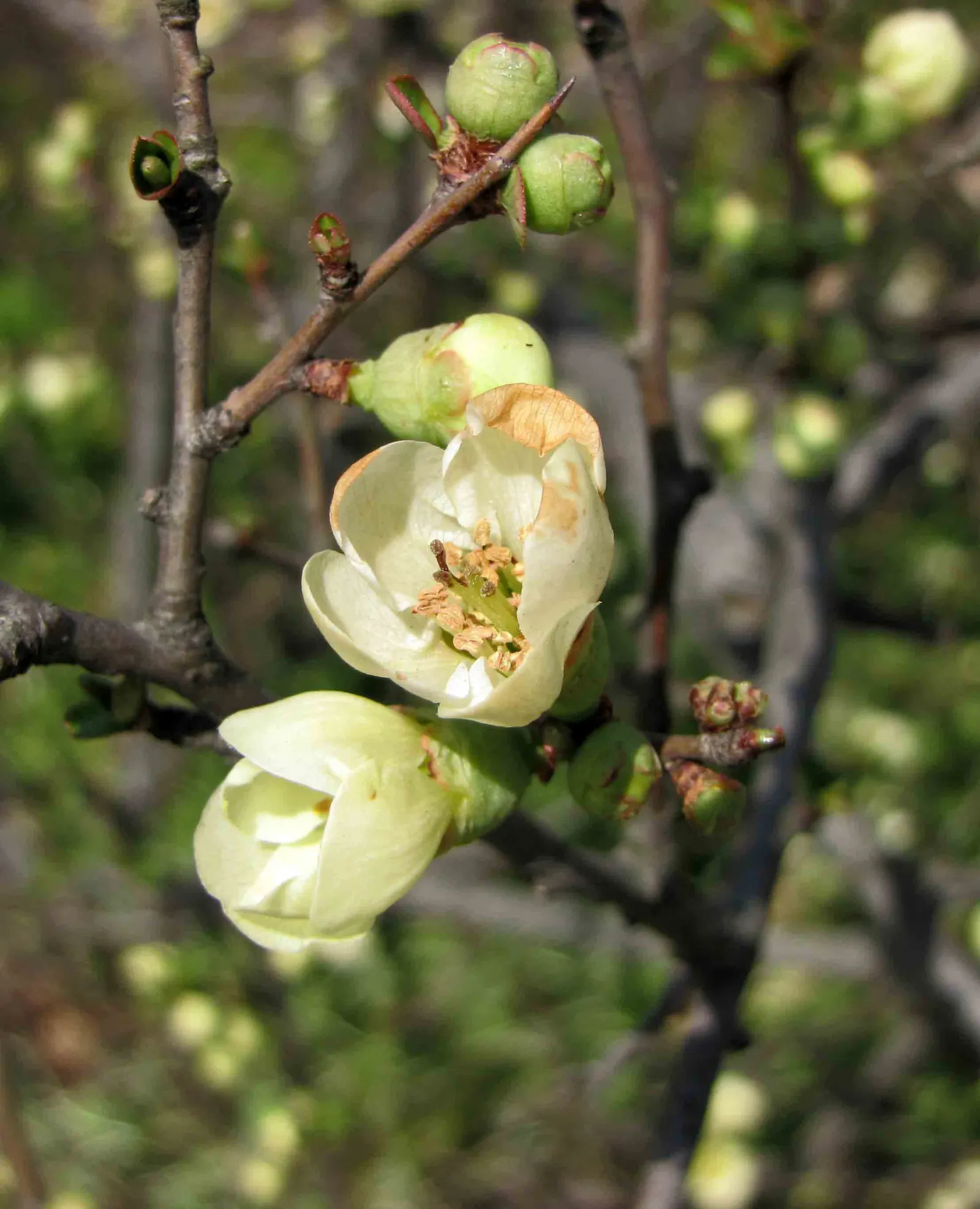 Japanese Flowering Quince (Chaenomeles Speciosa) — these flowers create a captivating show from late winter to early spring; equipped with thorny, image 142
