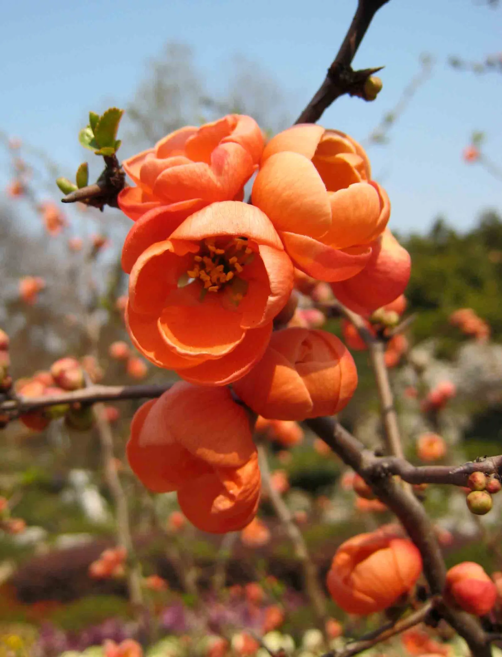 Japanese Flowering Quince (Chaenomeles Speciosa) — measuring up to 1.5 inches across; blooming prolifically before the emergence of glossy green, image 102