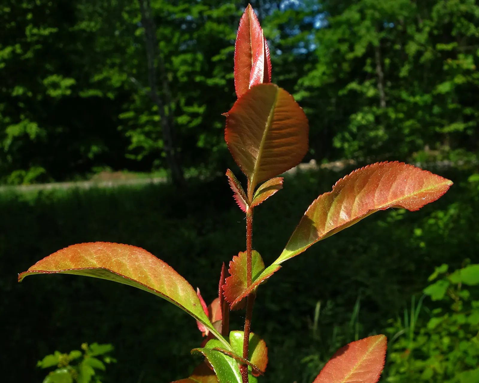 Japanese Flowering Quince (Chaenomeles Speciosa) — measuring up to 1.5 inches across; blooming prolifically before the emergence of glossy green, image 159