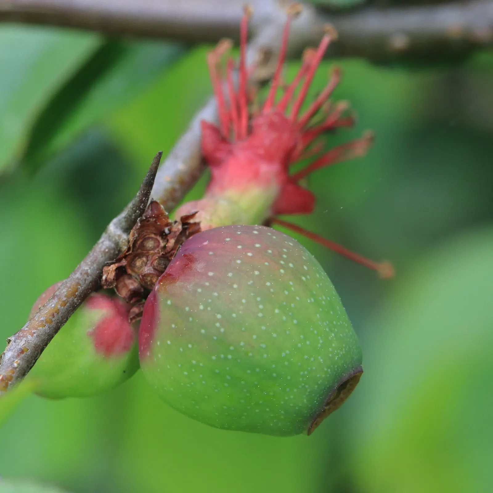 Japanese Flowering Quince (Chaenomeles Speciosa) — measuring up to 1.5 inches across; blooming prolifically before the emergence of glossy green, image 121