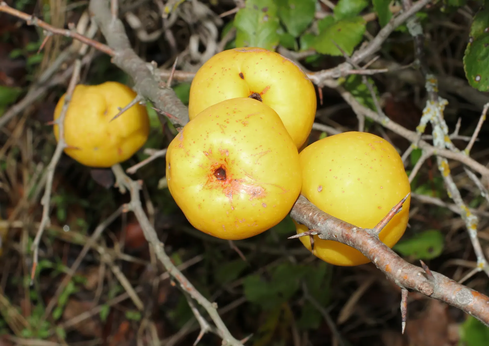 Japanese Flowering Quince (Chaenomeles Speciosa) — shrub for full or half; rejuvenating the plant and encouraging robust new growth, image 133