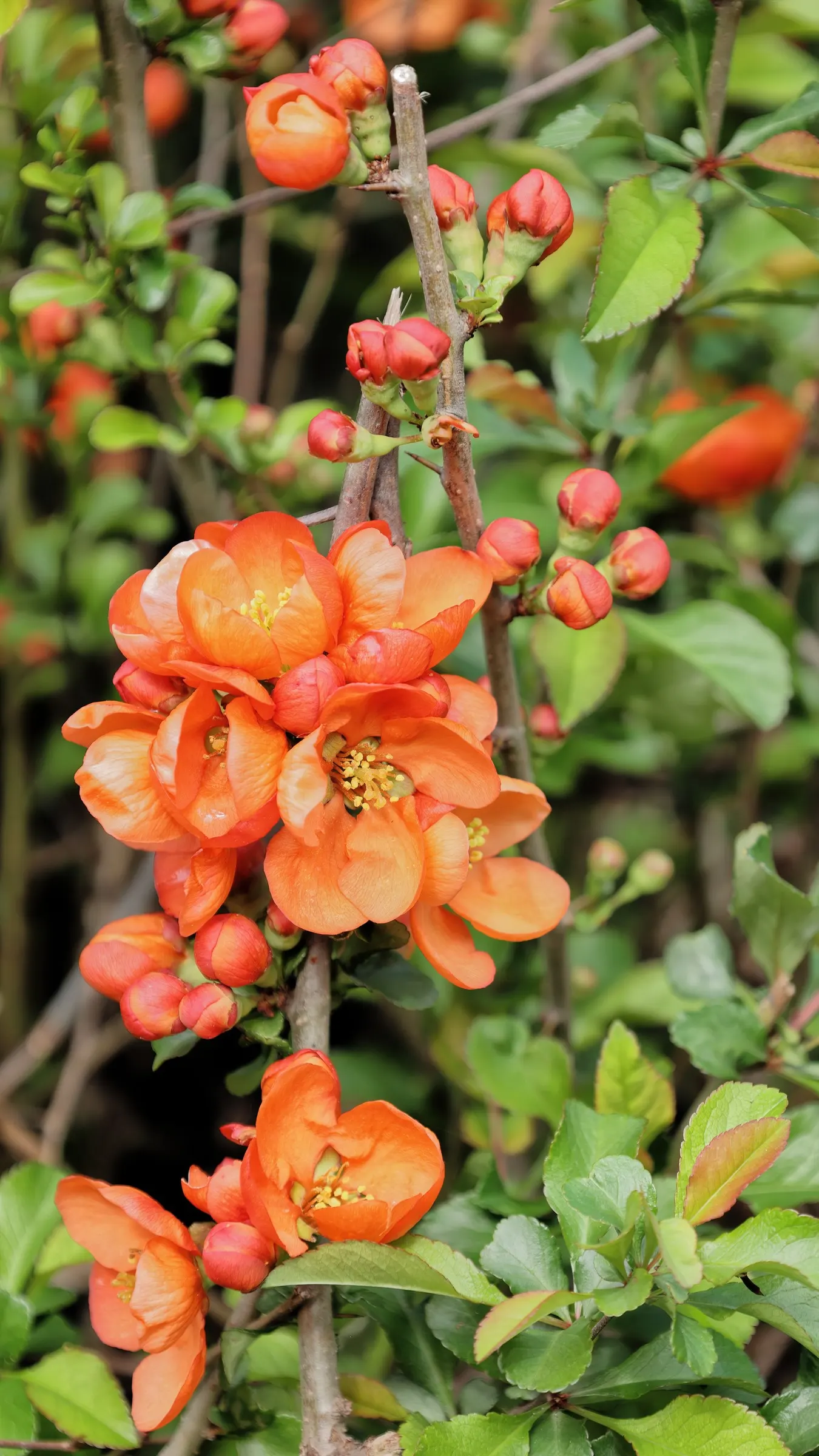 Japanese Flowering Quince (Chaenomeles Speciosa) — This robust plant reaches 6-10 feet in height and spreads 6-10 feet; which are tart but edible, image 116