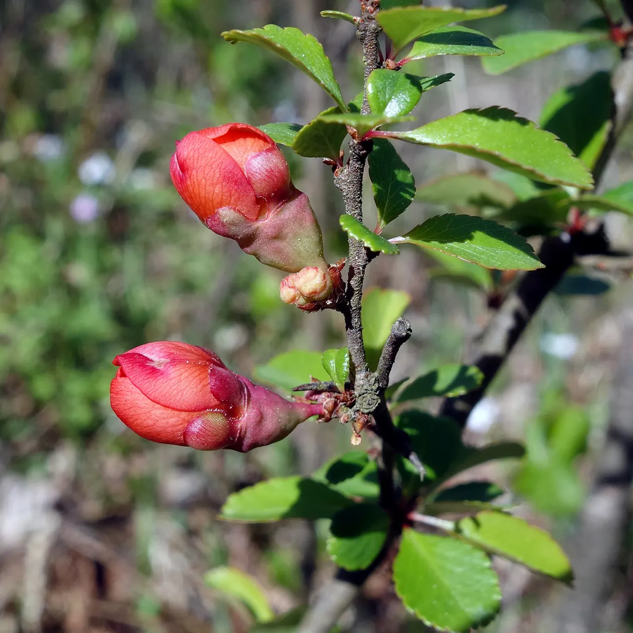Japanese Flowering Quince (Chaenomeles Speciosa) — Pruning should occur post-flowering to shape and remove any crossed or dead branches; measuring, image 91