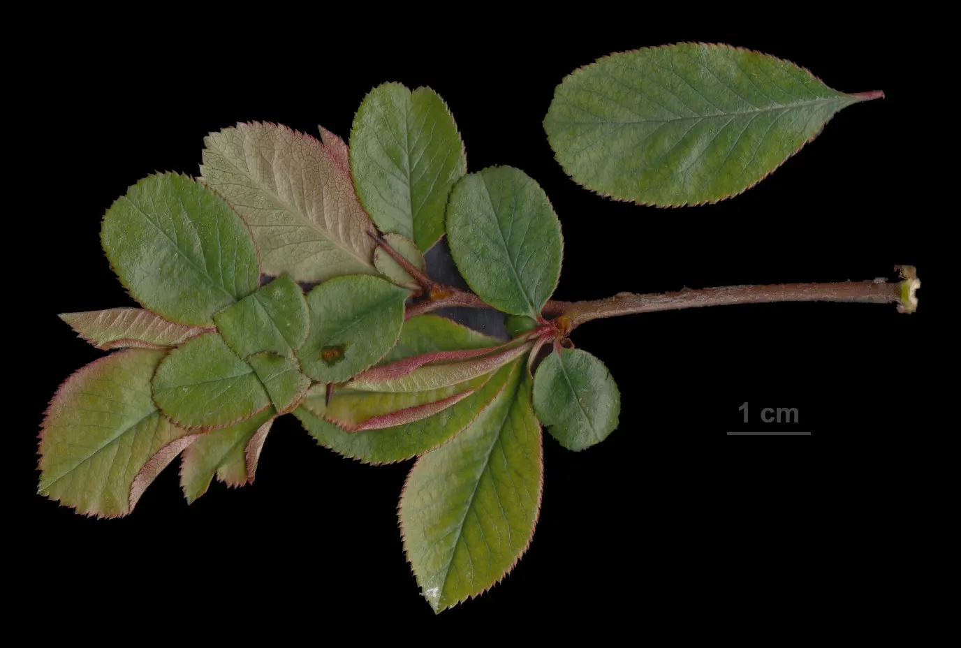 Japanese Flowering Quince (Chaenomeles Speciosa) — It is cold-hardy, accommodating climates down to USDA Hardiness Zone 5; shrub for full or half