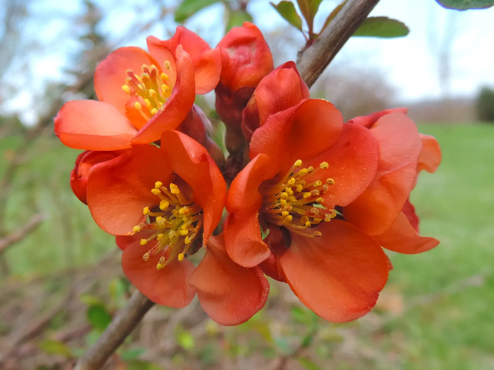 Japanese Flowering Quince (Chaenomeles Speciosa) — which are tart but edible; red flowers in the garden, image 163