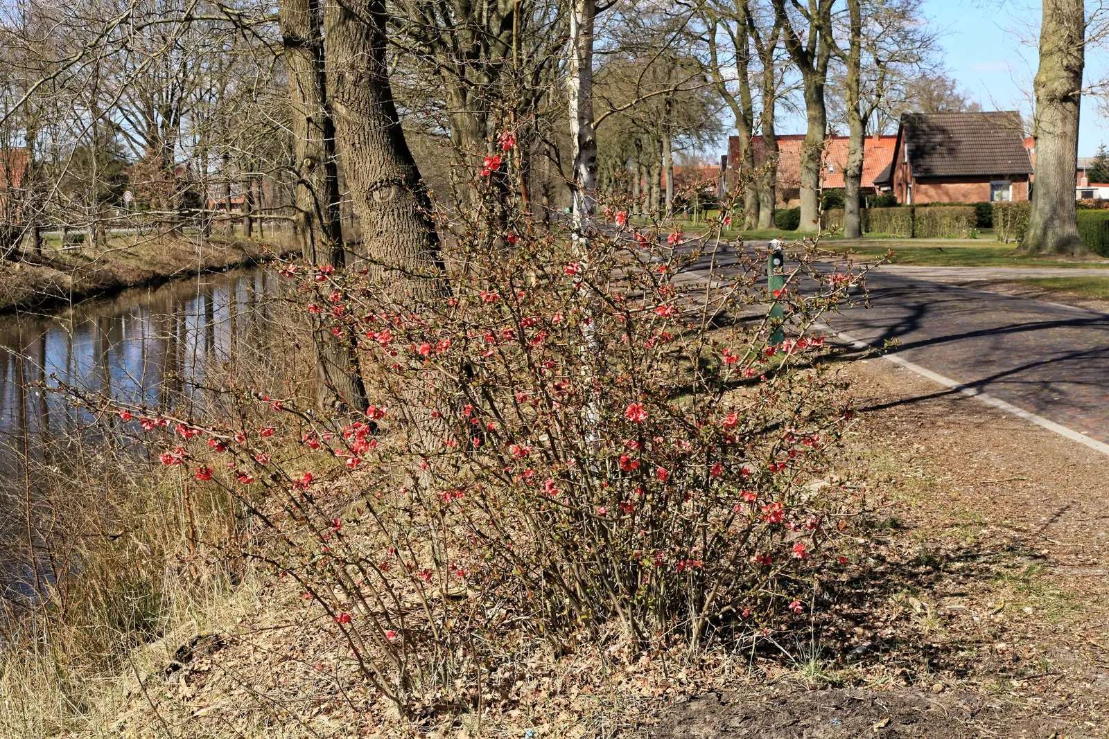Japanese Flowering Quince (Chaenomeles Speciosa) — It is cold-hardy, accommodating climates down to USDA Hardiness Zone 5; shrub for full or half, image 90
