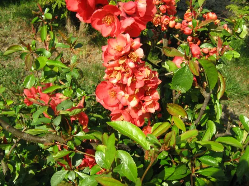 Japanese Flowering Quince (Chaenomeles Speciosa) — Equipped with thorny branches, it makes an excellent choice for defensive hedges; shrub with red, image 98