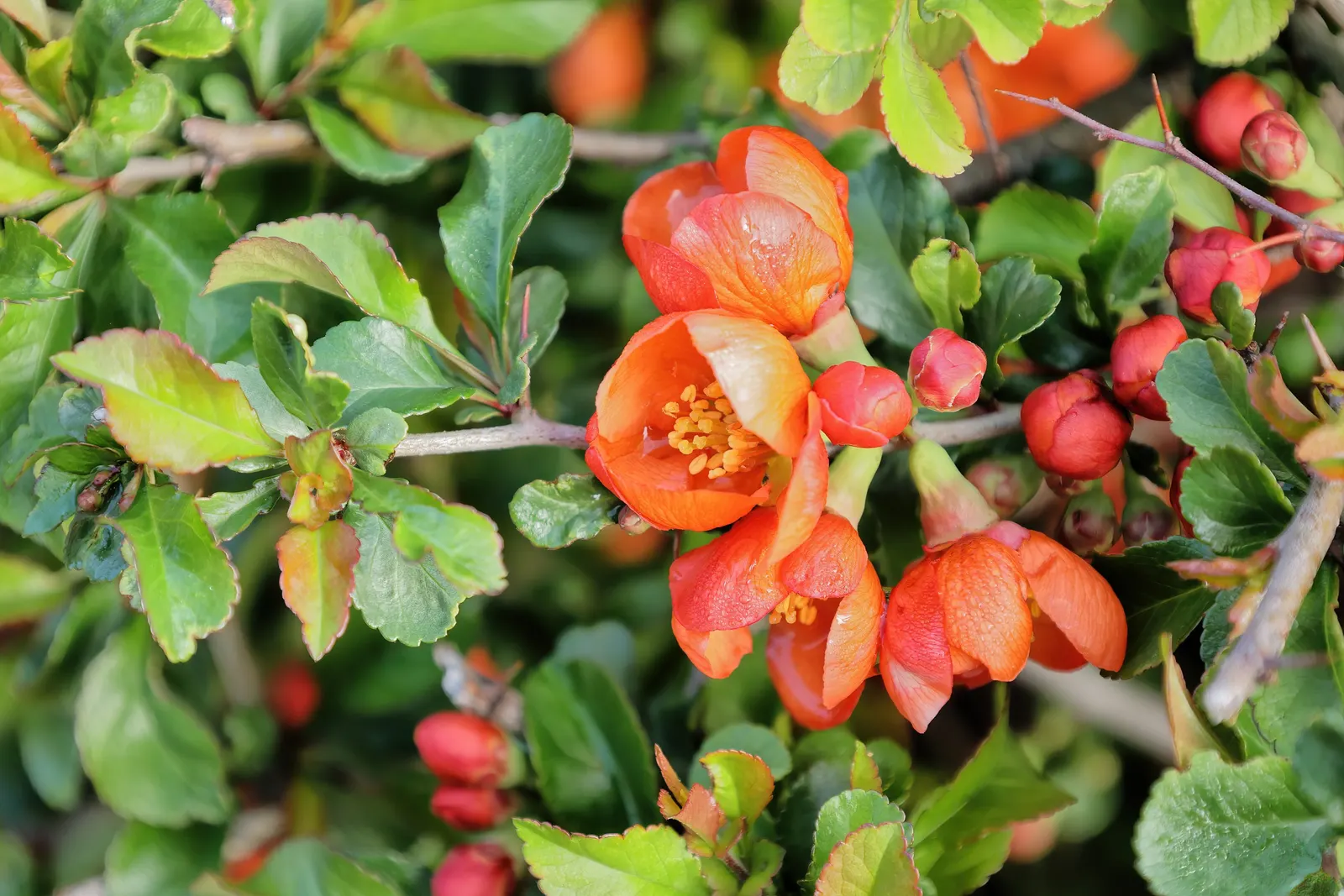 Japanese Flowering Quince (Chaenomeles Speciosa) — Its arresting flowers, in hues of red, pink, or white, are typically about 1.5 inches in, image 96