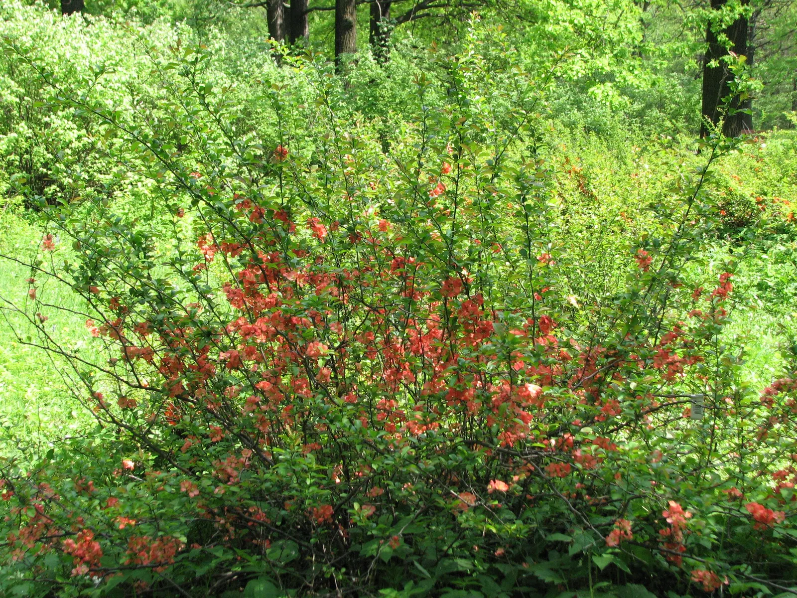 Japanese Flowering Quince (Chaenomeles Speciosa) — shrub for full or half; rejuvenating the plant and encouraging robust new growth, image 76
