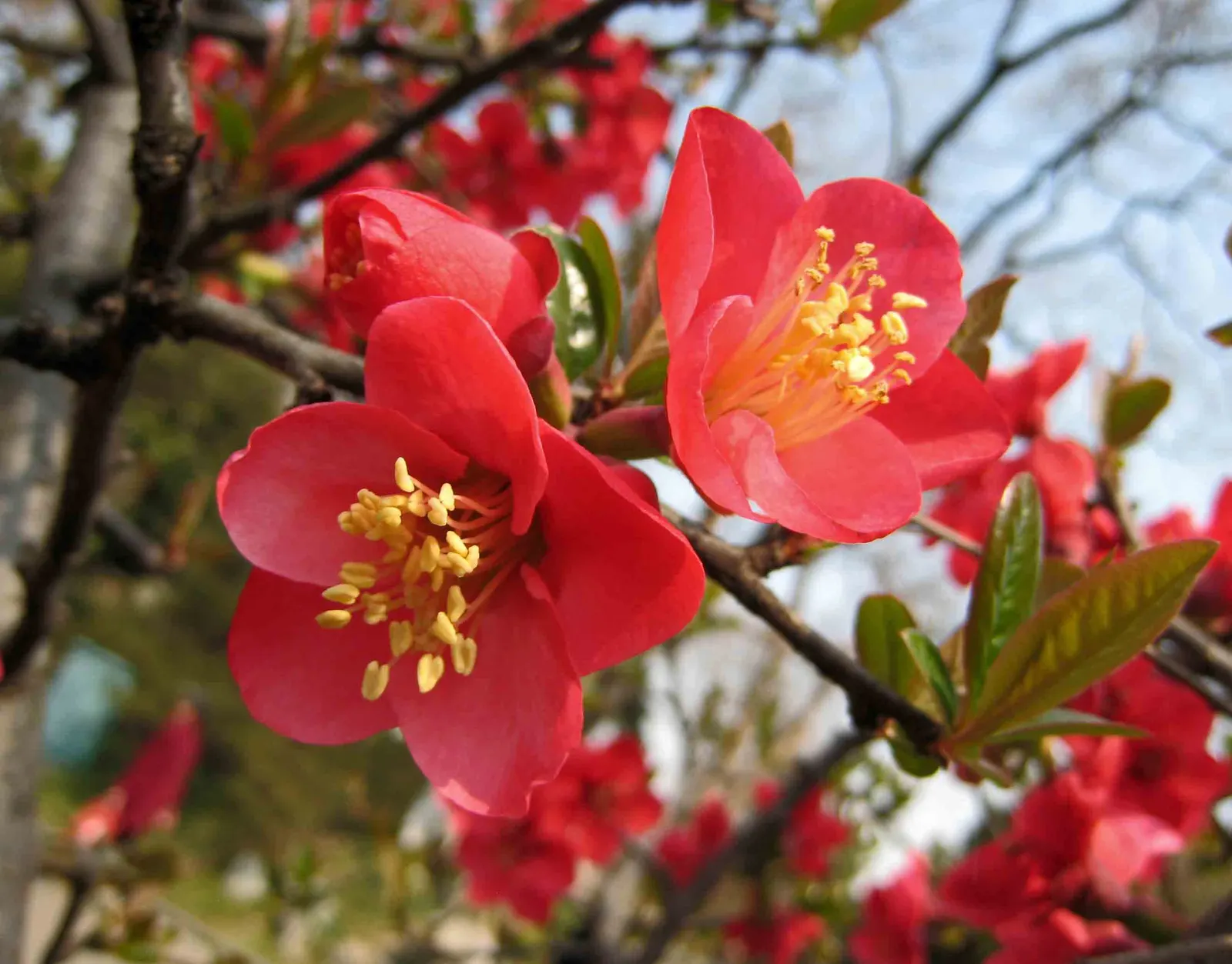 Japanese Flowering Quince (Chaenomeles Speciosa) — Its arresting flowers, in hues of red, pink, or white, are typically about 1.5 inches in, image 153