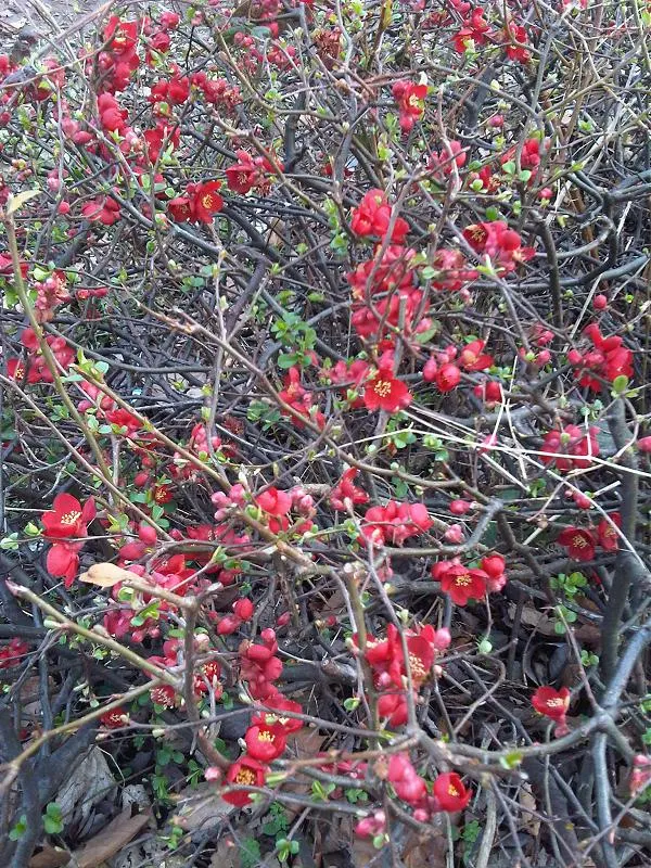 Japanese Flowering Quince (Chaenomeles Speciosa) — Pruning should occur post-flowering to shape and remove any crossed or dead branches