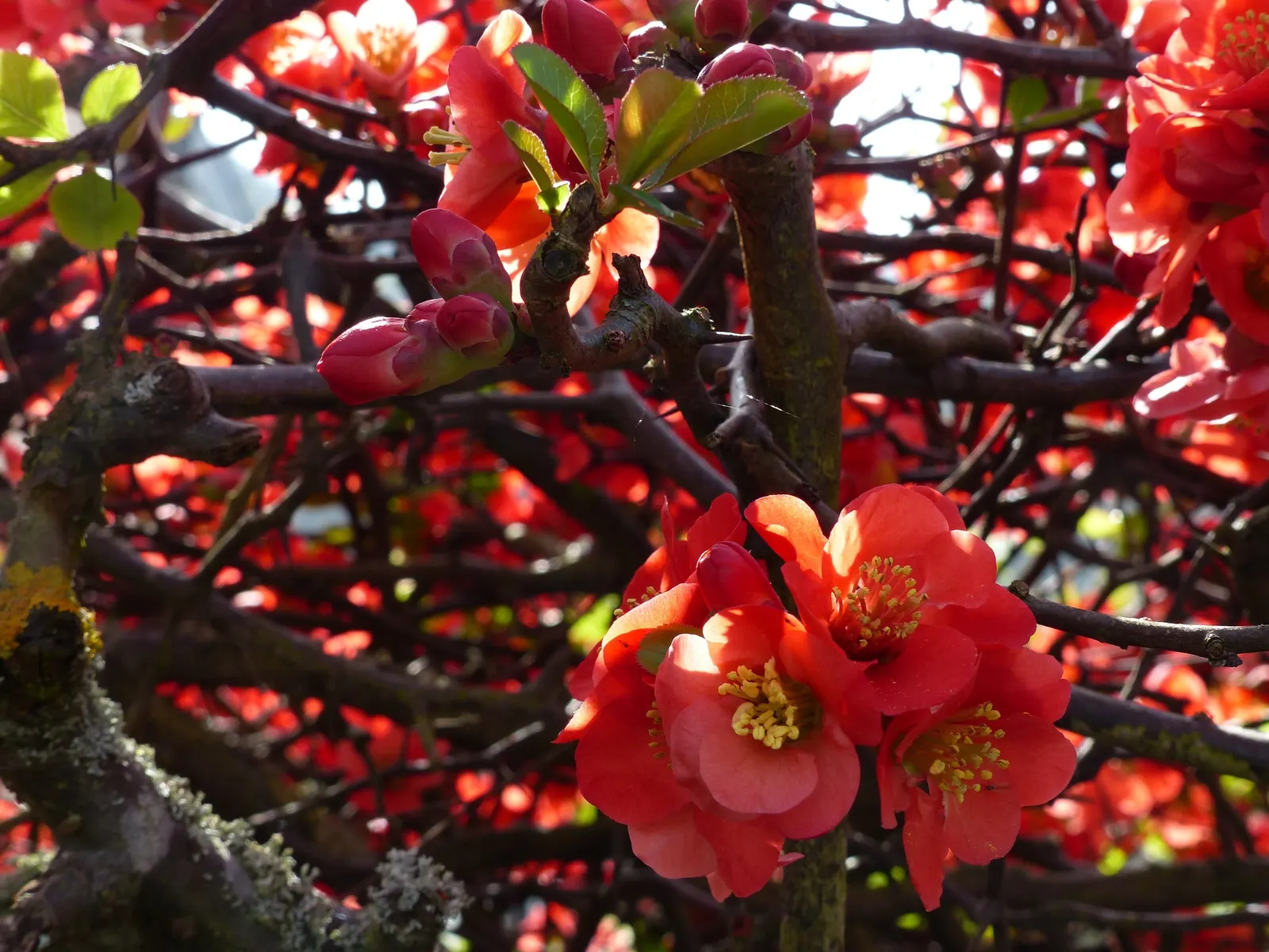 Japanese Flowering Quince (Chaenomeles Speciosa) — which are tart but edible; red flowers in the garden, image 125
