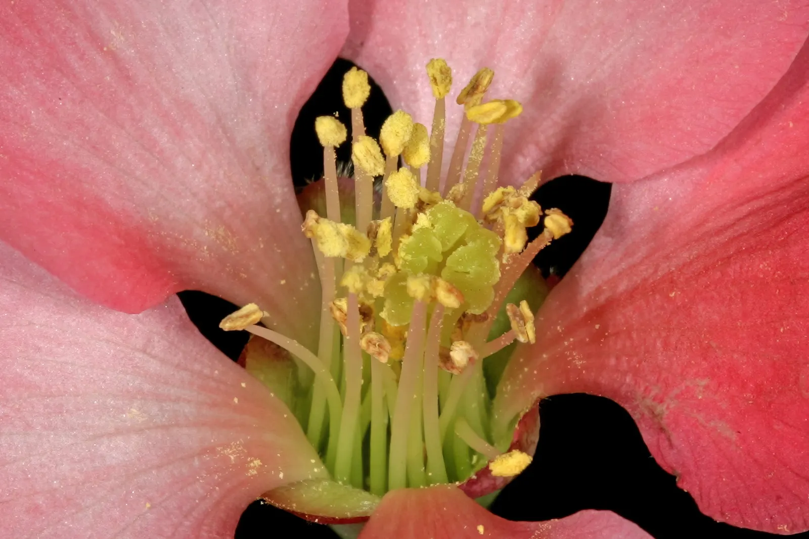 Japanese Flowering Quince (Chaenomeles Speciosa) — Chaenomeles speciosa prefers a well-draining soil and a full sun to partial shade position; often used in