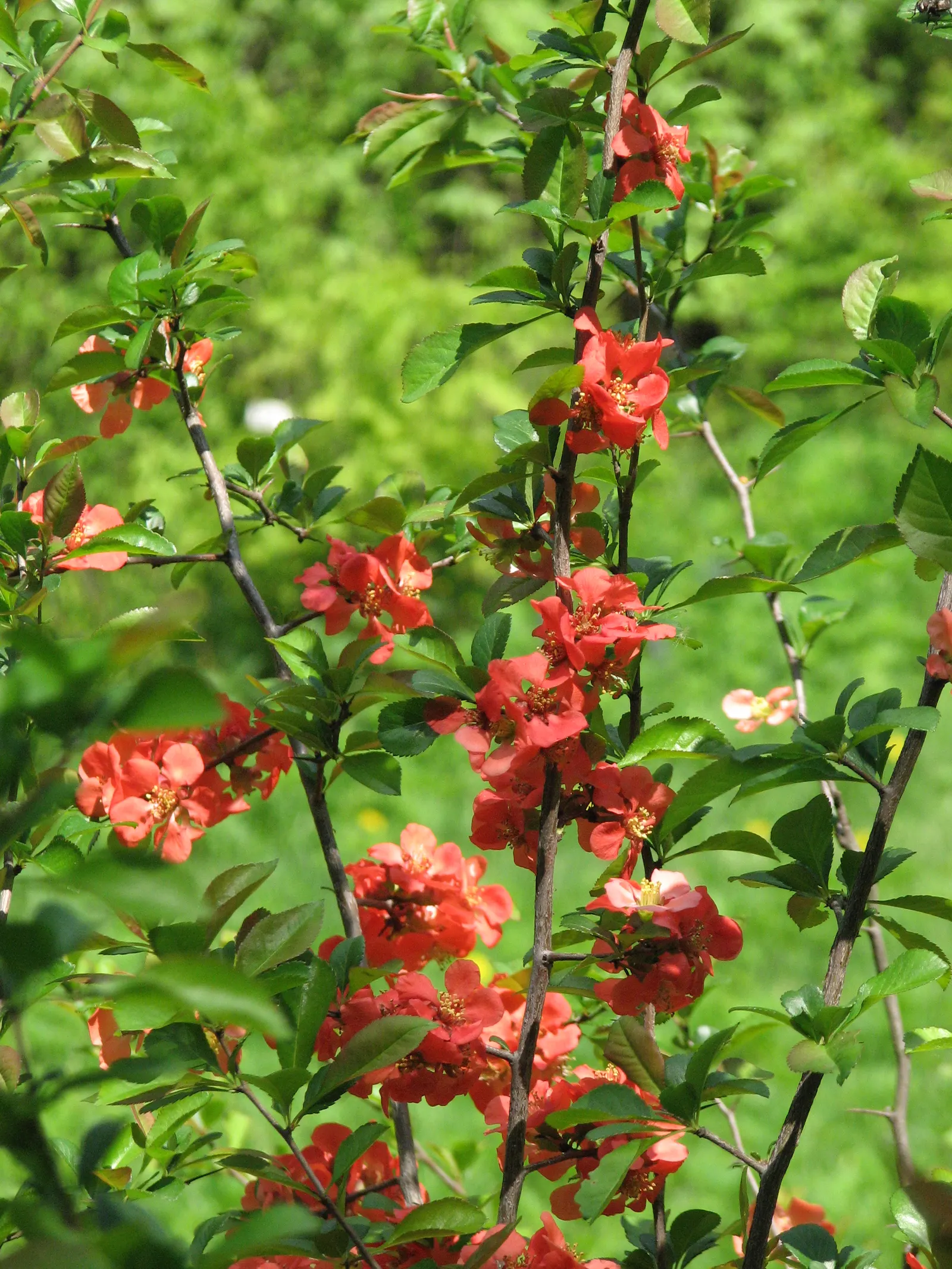 Japanese Flowering Quince (Chaenomeles Speciosa) — Chaenomeles speciosa prefers a well-draining soil and a full sun to partial shade position, image 89