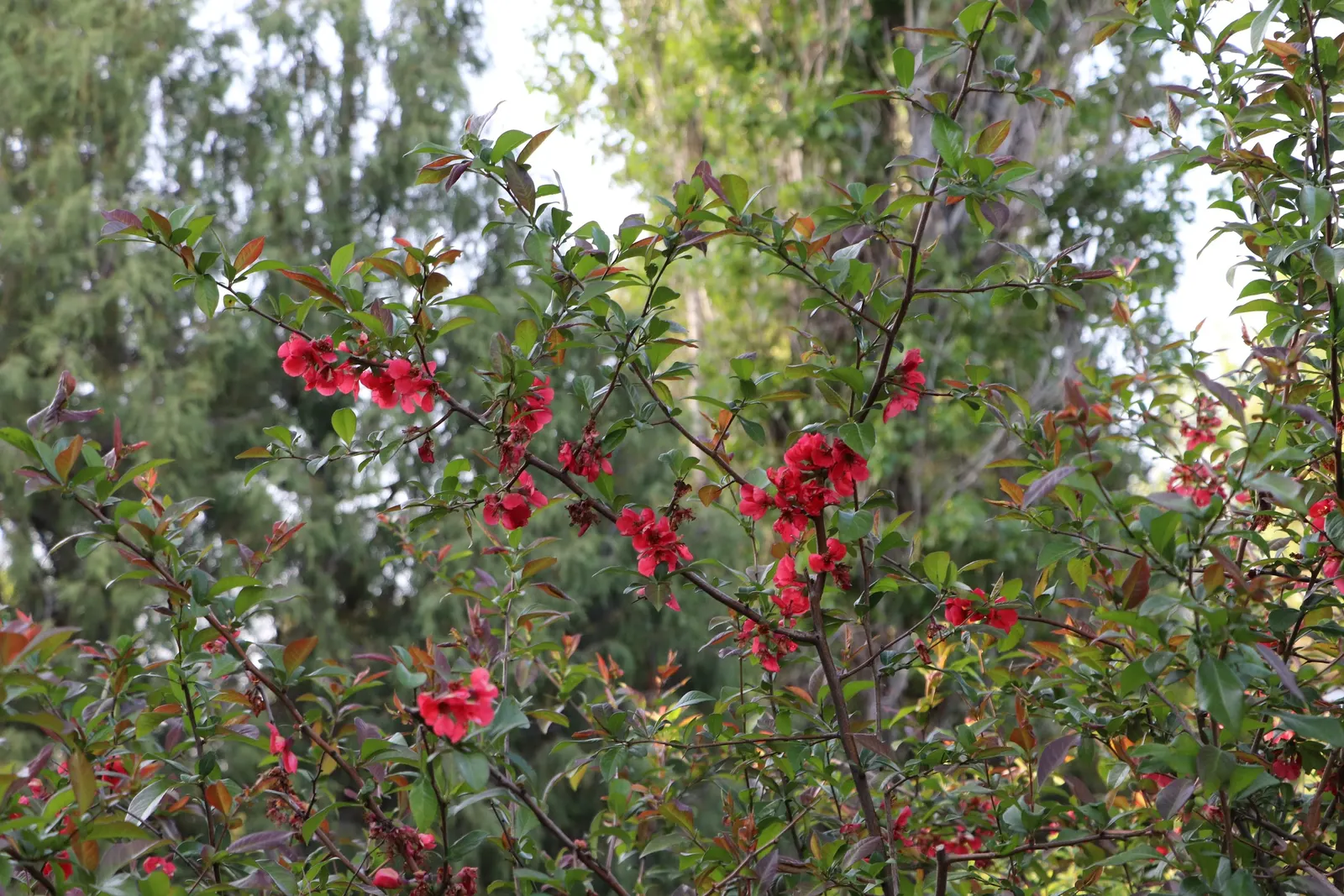 Japanese Flowering Quince (Chaenomeles Speciosa) — This robust plant reaches 6-10 feet in height and spreads 6-10 feet; which are tart but edible, image 78