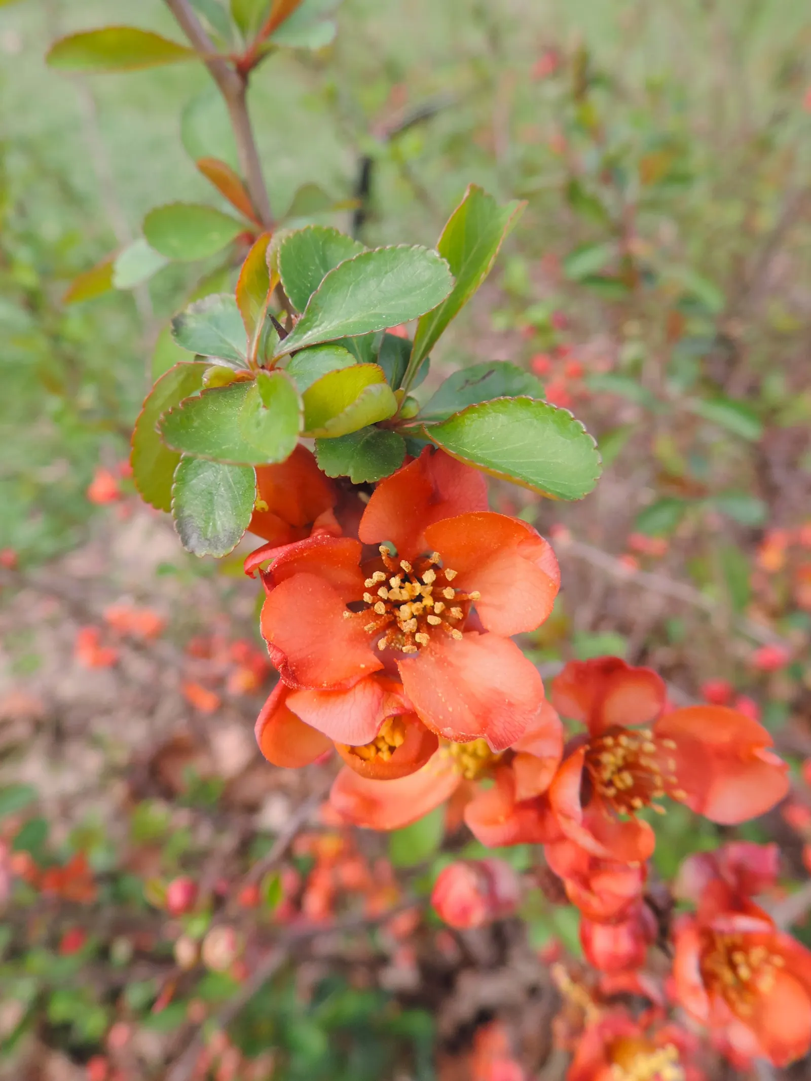 Japanese Flowering Quince (Chaenomeles Speciosa) — often used in jellies and preserves.<br><br>For ideal growth