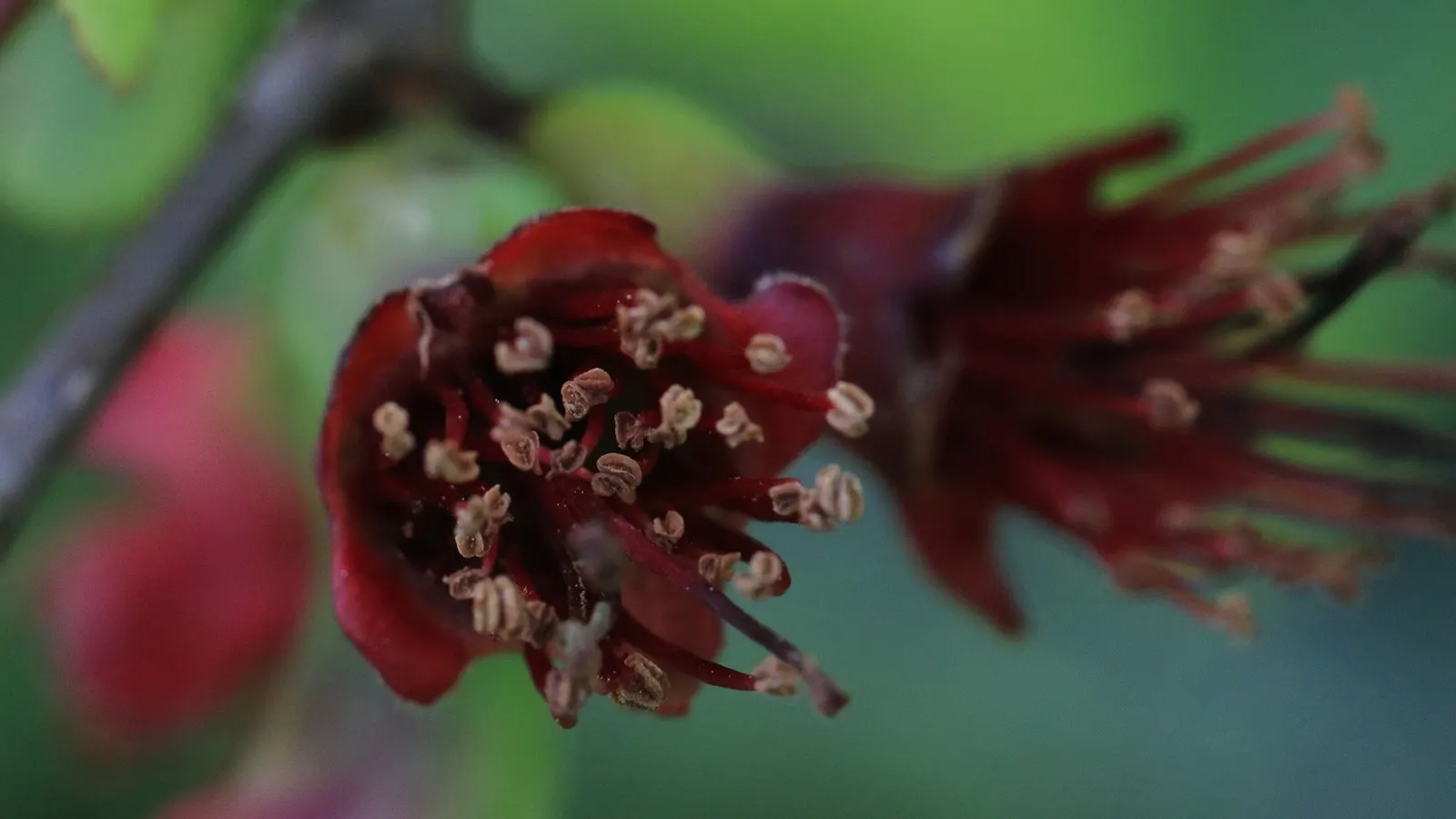 Japanese Flowering Quince (Chaenomeles Speciosa) — measuring up to 1.5 inches across; blooming prolifically before the emergence of glossy green, image 45