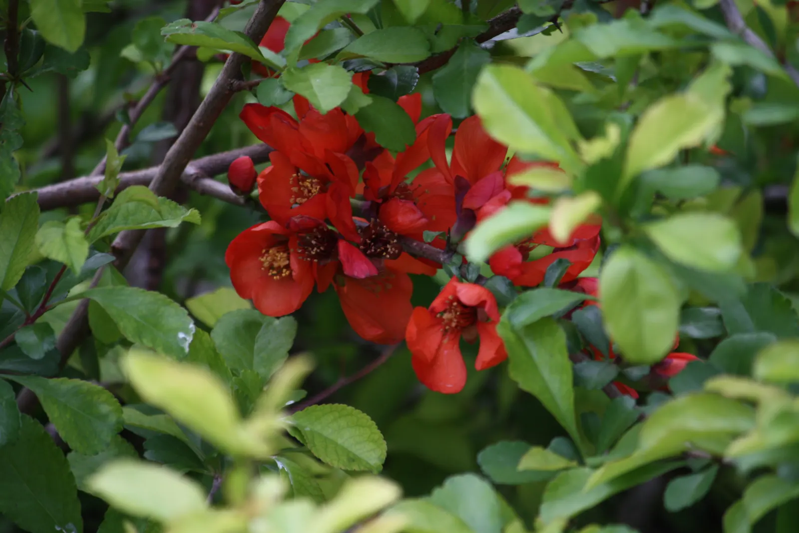 Japanese Flowering Quince (Chaenomeles Speciosa) — Equipped with thorny branches, it makes an excellent choice for defensive hedges; shrub with red, image 117