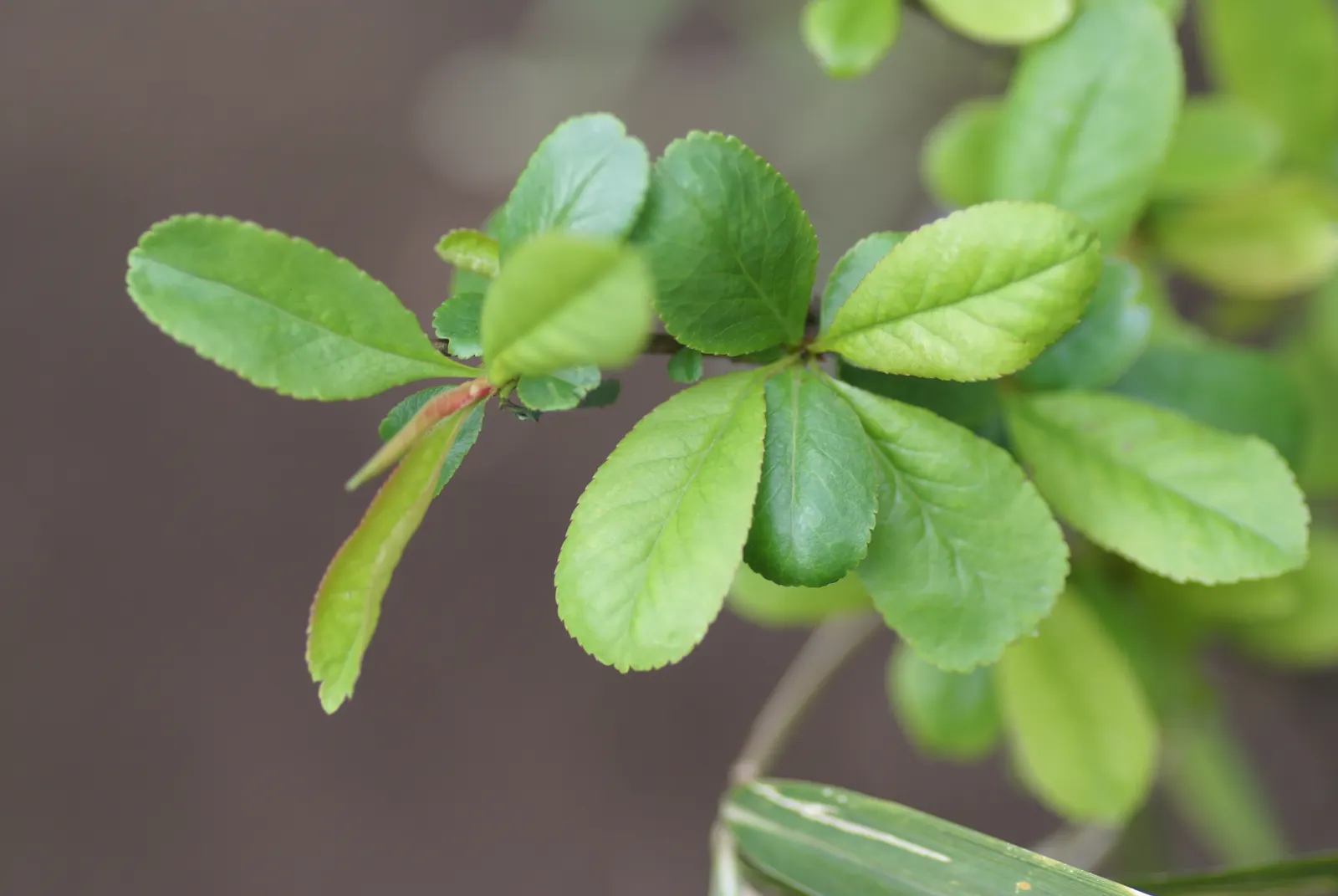 Japanese Flowering Quince (Chaenomeles Speciosa) — rejuvenating the plant and encouraging robust new growth; it is cold-hardy, accommodating, image 168