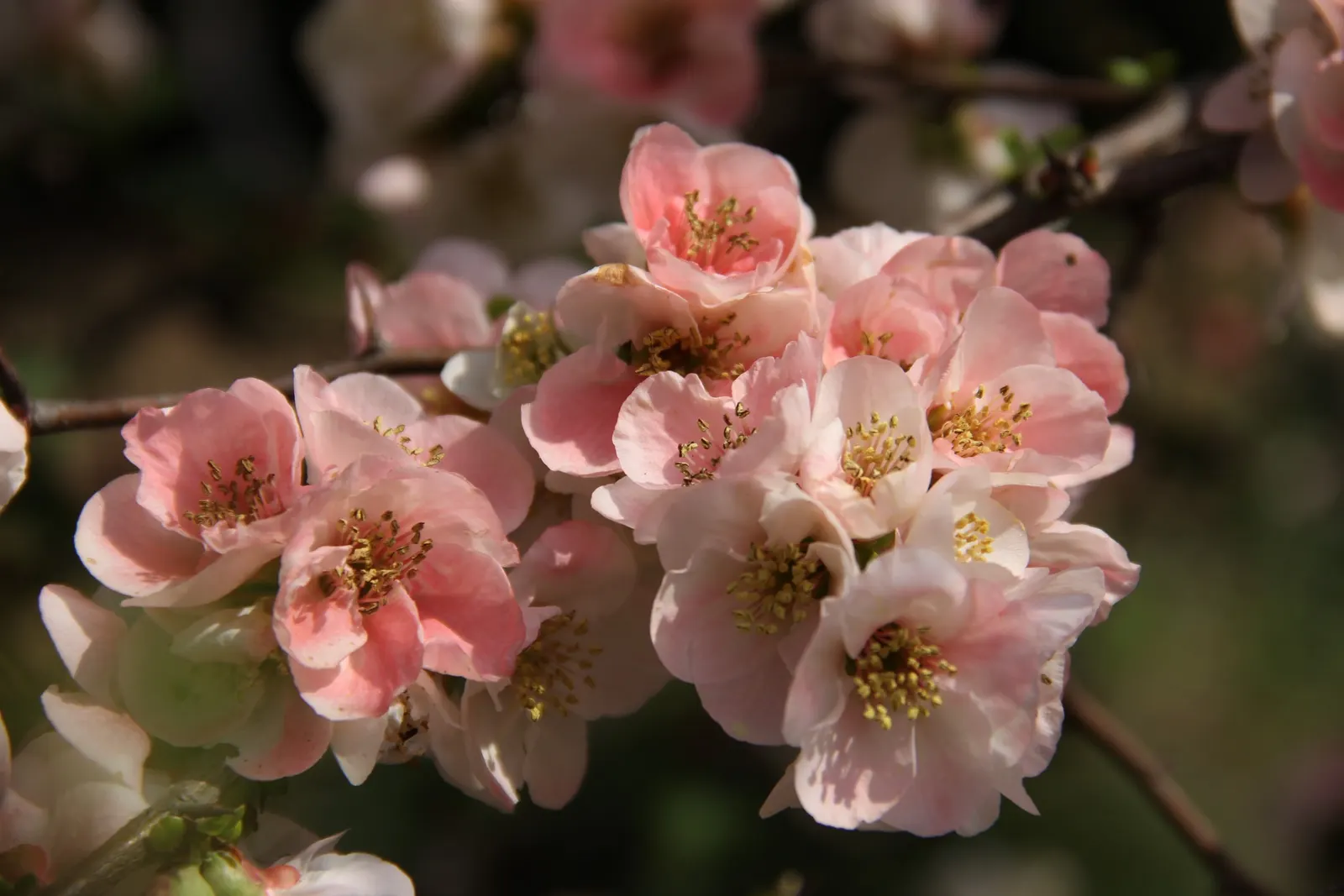 Japanese Flowering Quince (Chaenomeles Speciosa) — Prefers full sun to part shade in well-drained soil