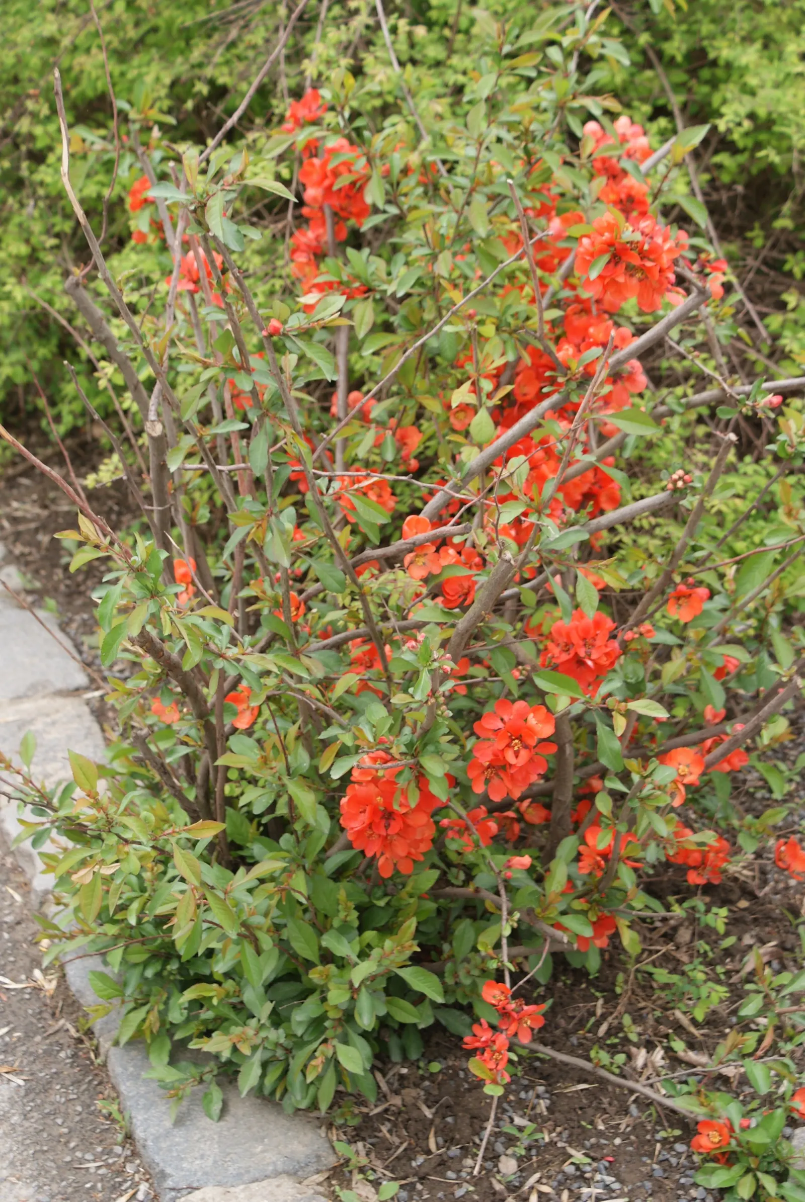 Japanese Flowering Quince (Chaenomeles Speciosa) — Typically reaching a mature height of 6 to 10 feet with an equal spread; chaenomeles speciosa prefers a