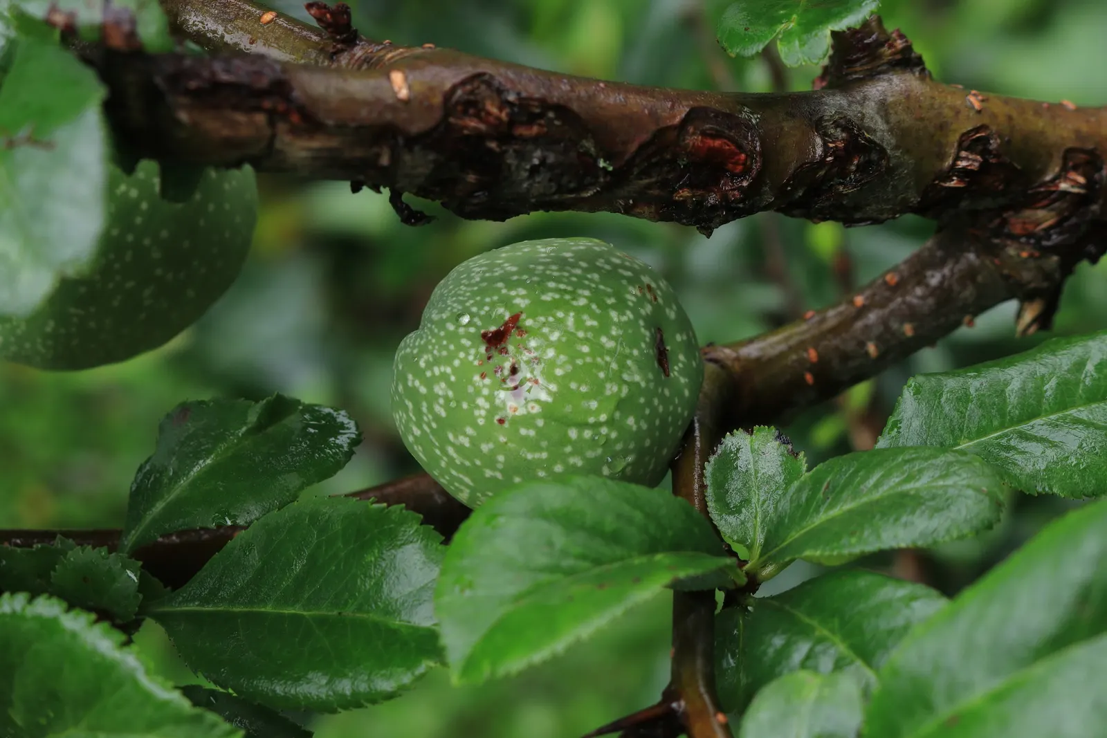 Japanese Flowering Quince (Chaenomeles Speciosa) — Pruning should occur post-flowering to shape and remove any crossed or dead branches; measuring, image 129
