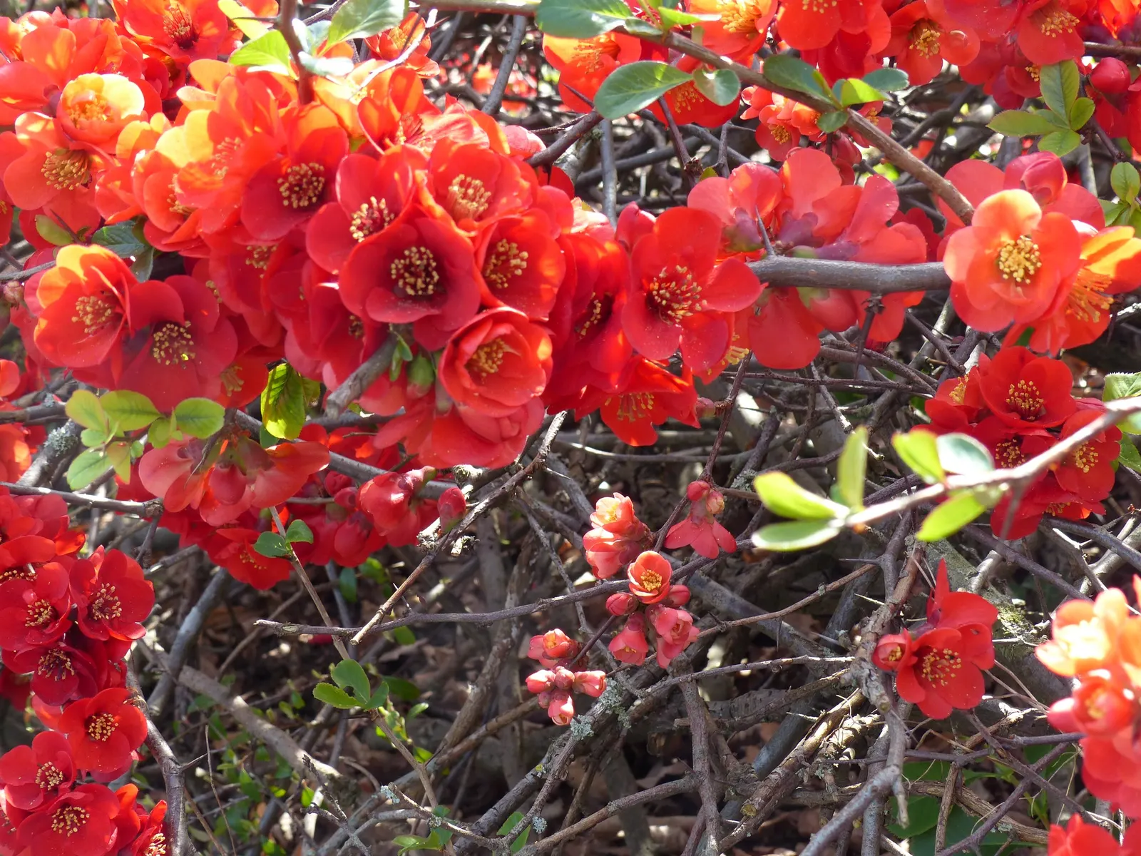 Japanese Flowering Quince (Chaenomeles Speciosa) — It is cold-hardy, accommodating climates down to USDA Hardiness Zone 5; shrub for full or half, image 128