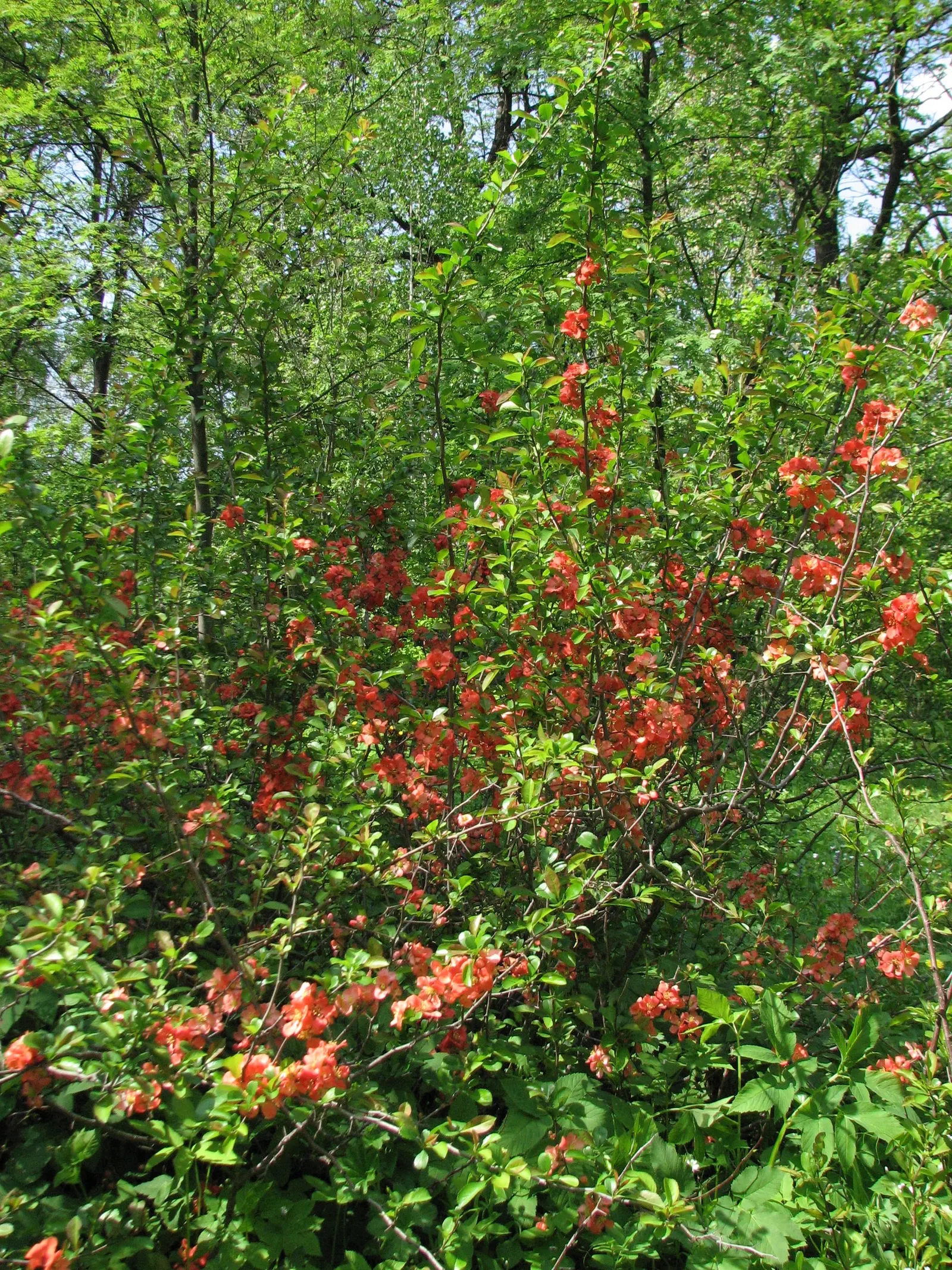Japanese Flowering Quince (Chaenomeles Speciosa) — shrub with red blooms; these flowers create a captivating show from late winter to early spring, image 56