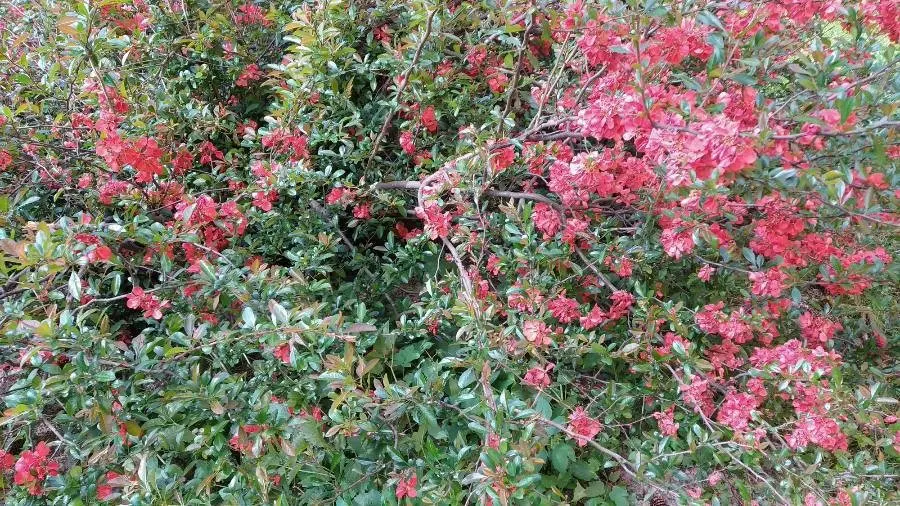 Japanese Flowering Quince (Chaenomeles Speciosa) — Typically reaching a mature height of 6 to 10 feet with an equal spread; chaenomeles speciosa, image 81