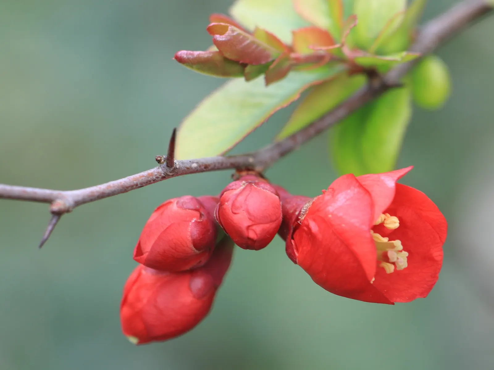 Japanese Flowering Quince (Chaenomeles Speciosa) — measuring up to 1.5 inches across; blooming prolifically before the emergence of glossy green, image 64