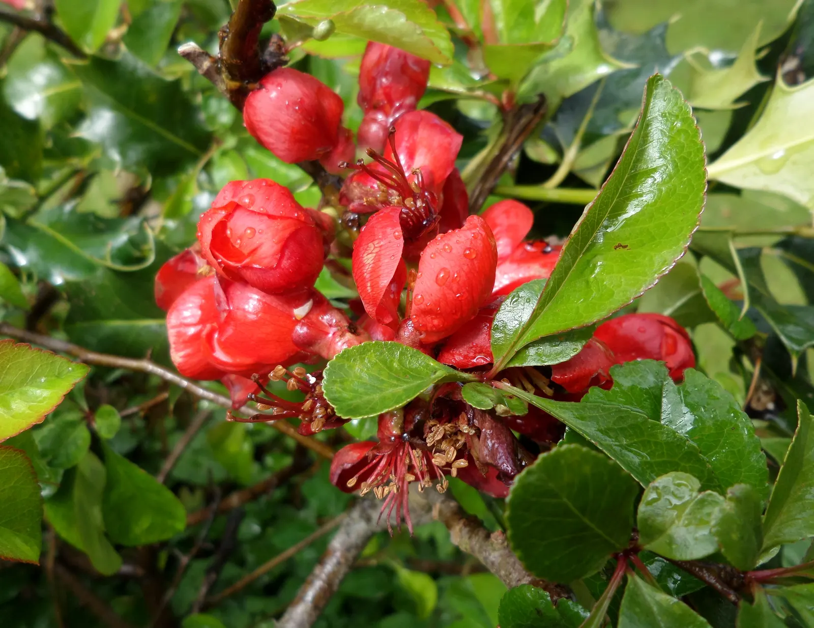 Japanese Flowering Quince (Chaenomeles Speciosa) — Equipped with thorny branches, it makes an excellent choice for defensive hedges; shrub with red blooms