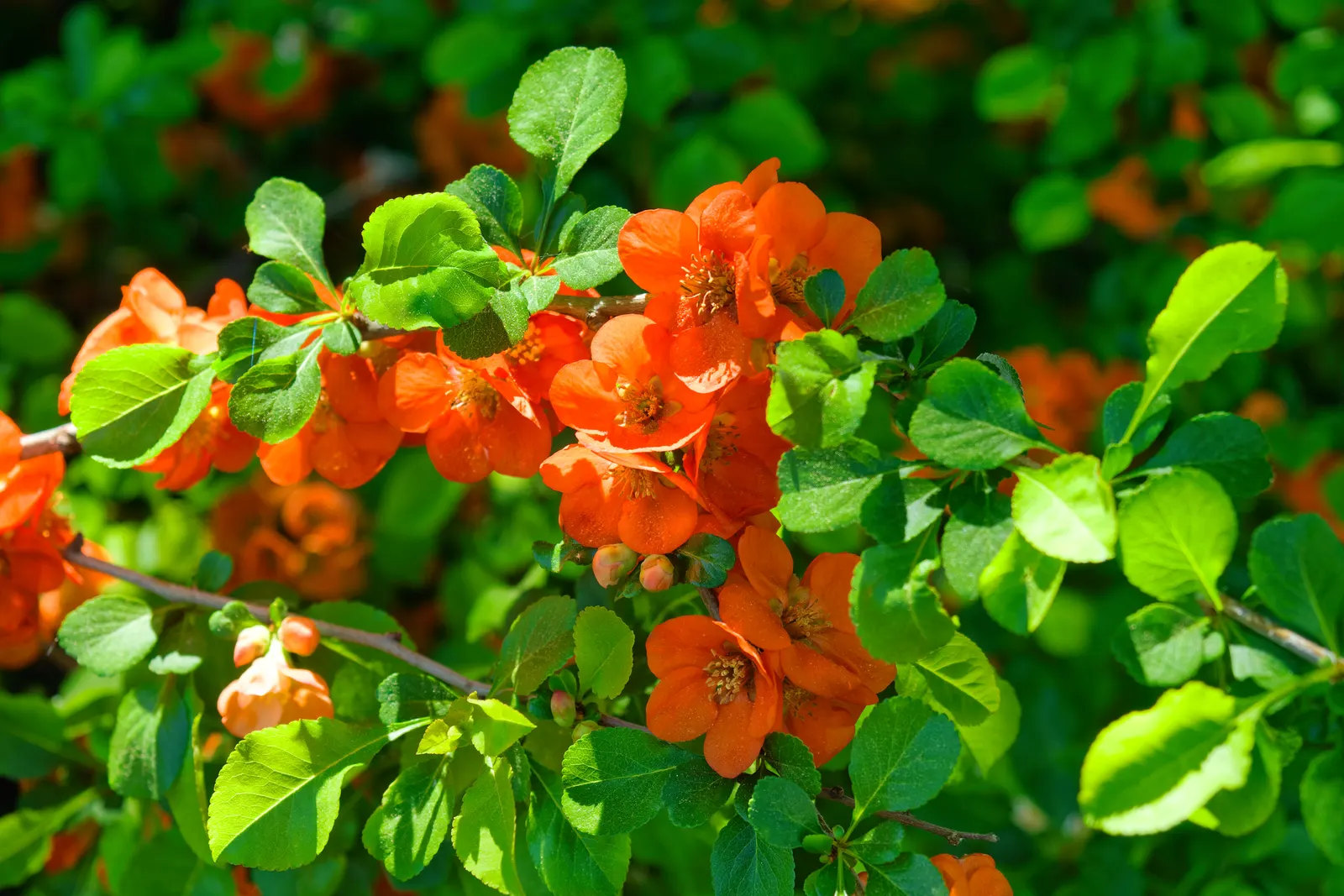 Japanese Flowering Quince (Chaenomeles Speciosa) — which arrive in hues of scarlet; its arresting flowers, in hues of red, pink, or white, are, image 44