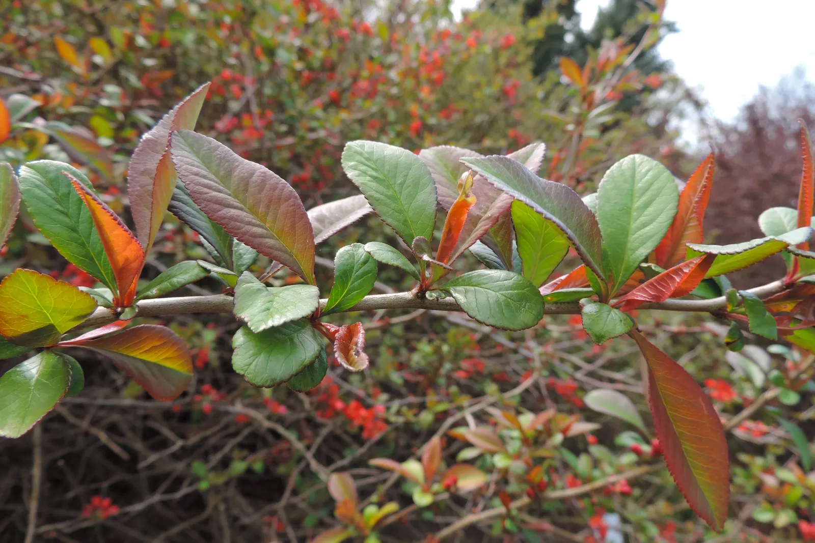 Japanese Flowering Quince (Chaenomeles Speciosa) — Chaenomeles speciosa prefers a well-draining soil and a full sun to partial shade position, image 51
