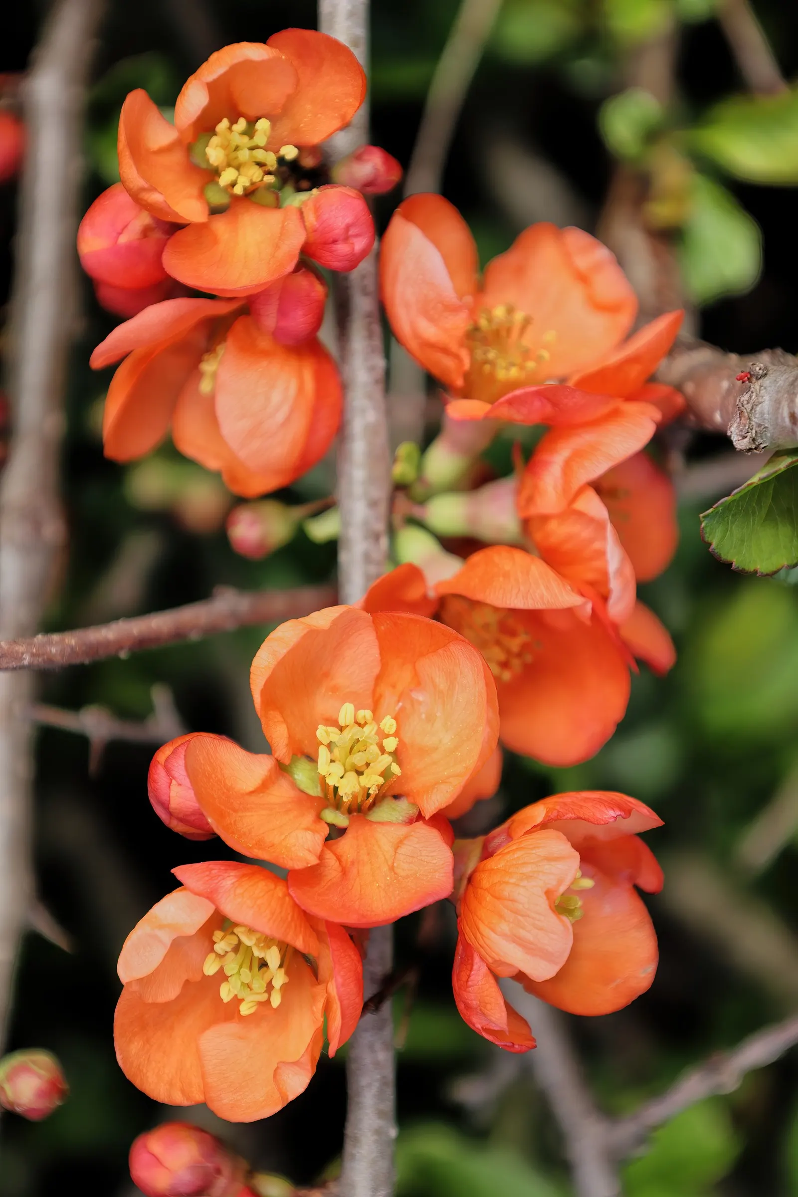 Japanese Flowering Quince (Chaenomeles Speciosa) — rejuvenating the plant and encouraging robust new growth; it is cold-hardy, accommodating, image 149